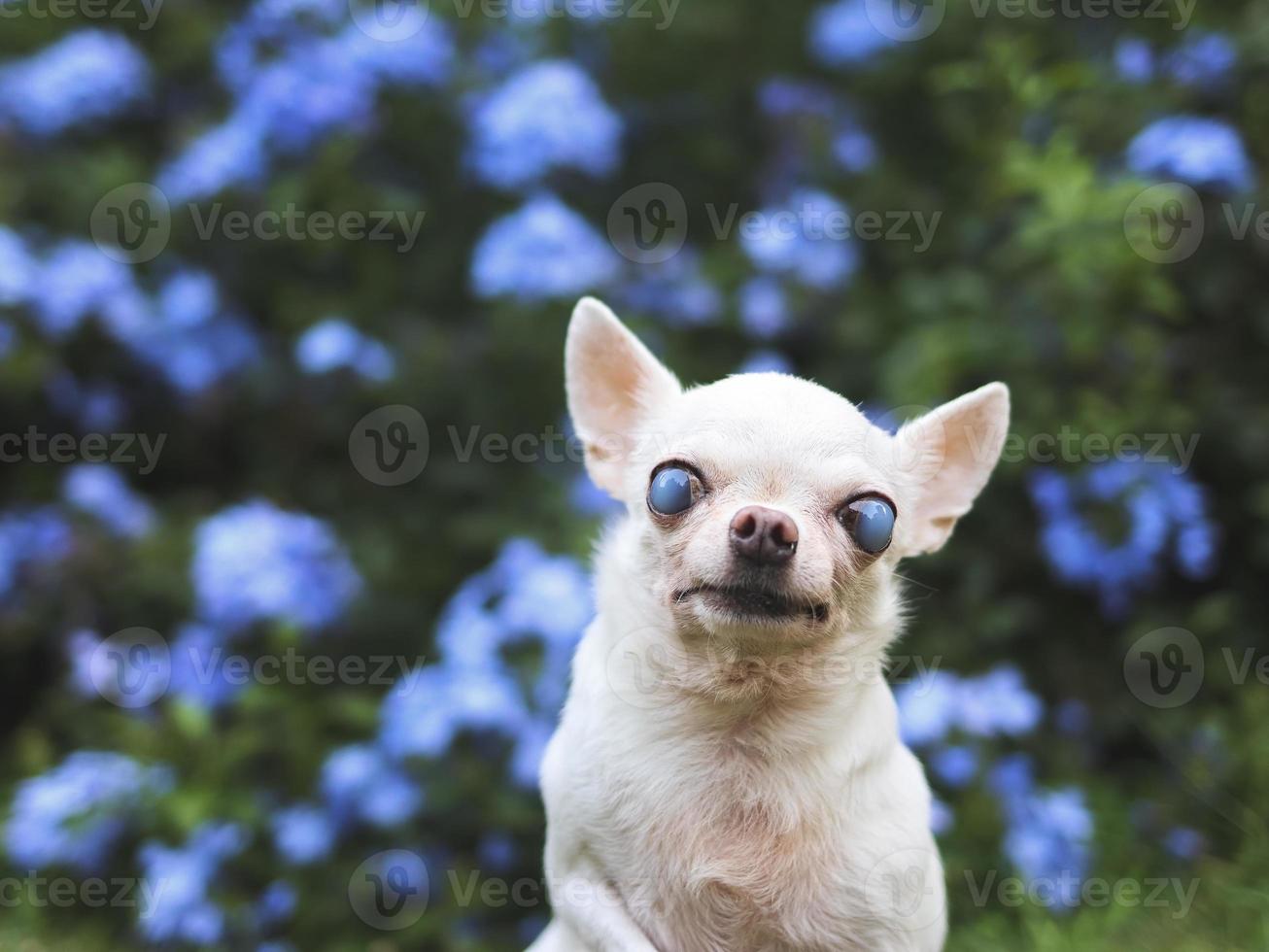 alter chihuahua-hund mit blinden augen, der im garten mit lila blumen sitzt. foto