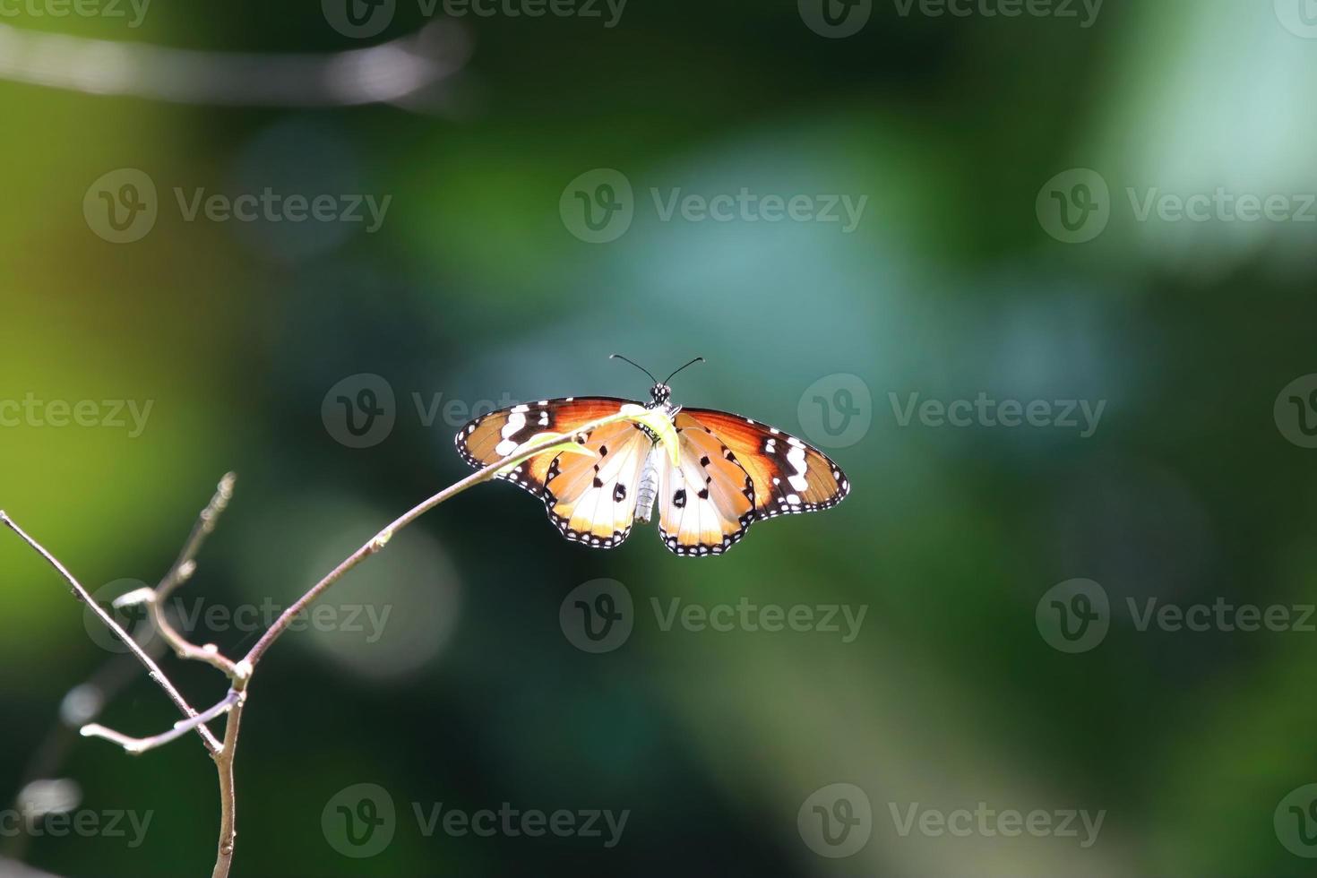 Einfacher Tigerschmetterling in einem Garten foto