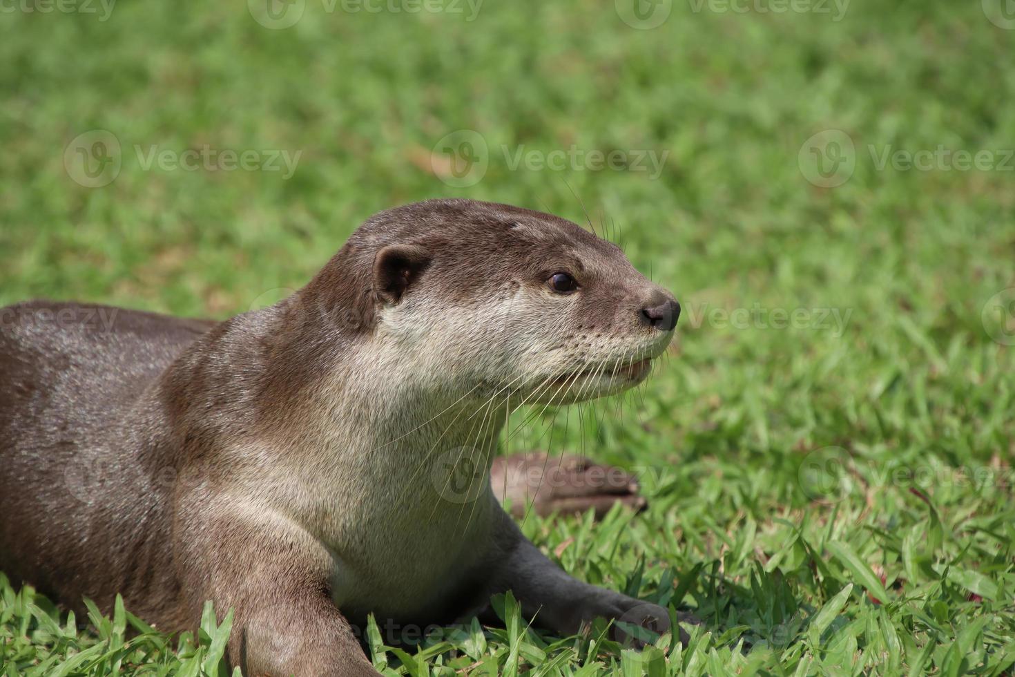 glatt beschichteter Otter in einem Feld foto