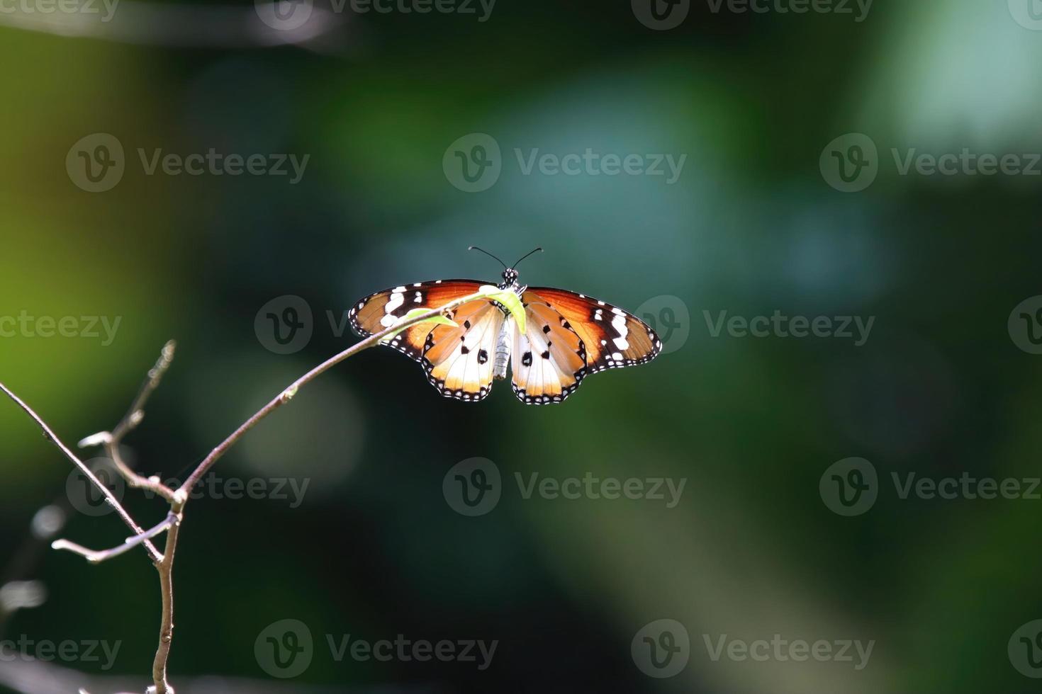 Einfacher Tigerschmetterling in einem Garten foto