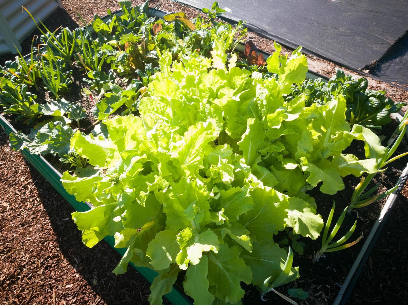 grünes Bio-Gemüse im Garten. foto