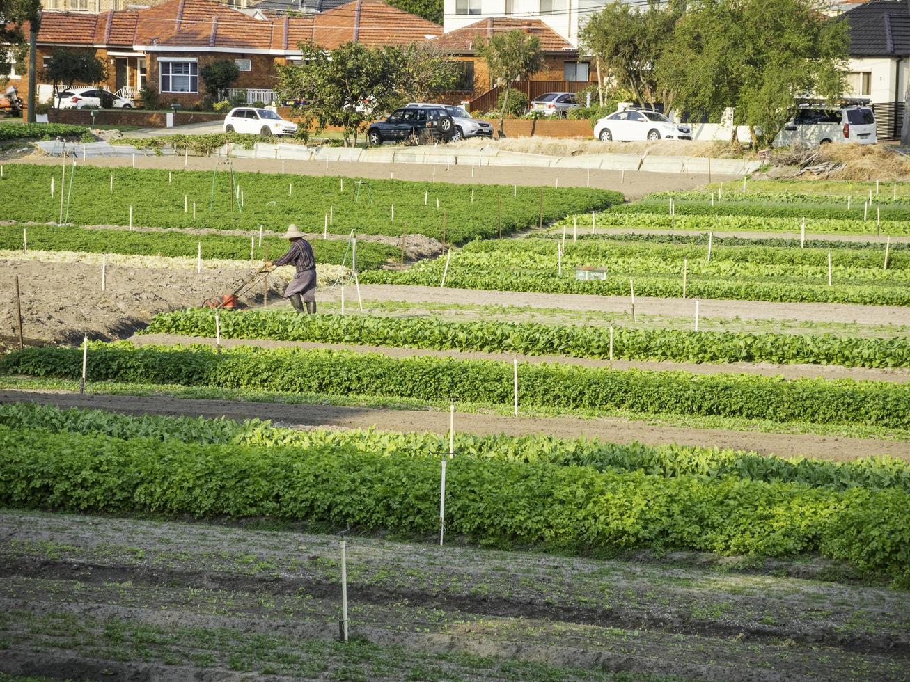 Gemüsefarmfeld mit einem Arbeiter, der daran arbeitet foto