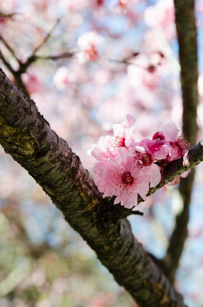 Rosa blühende Sakura-Blüten mit blauem Himmel in einem japanischen Garten. foto