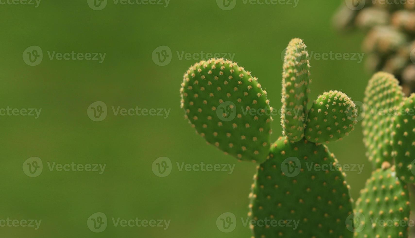 grüner Kaktus foto
