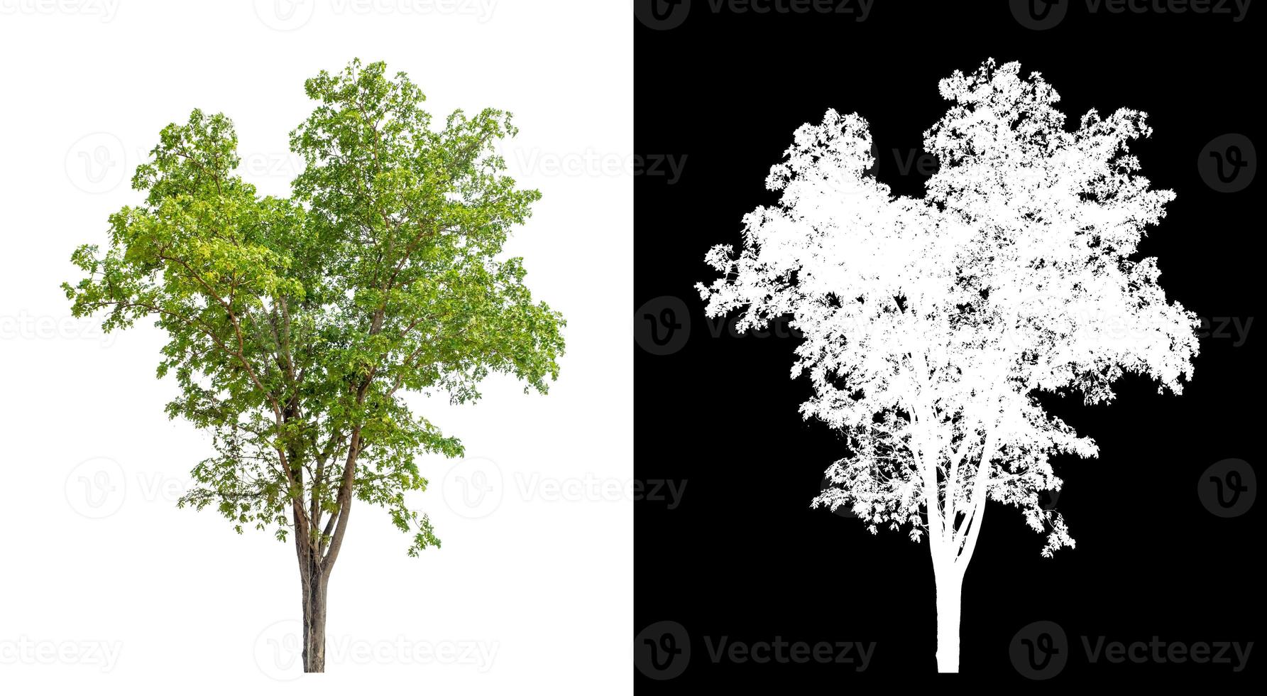 Baum isoliert auf weißem Hintergrund mit Beschneidungspfad und Alphakanal foto