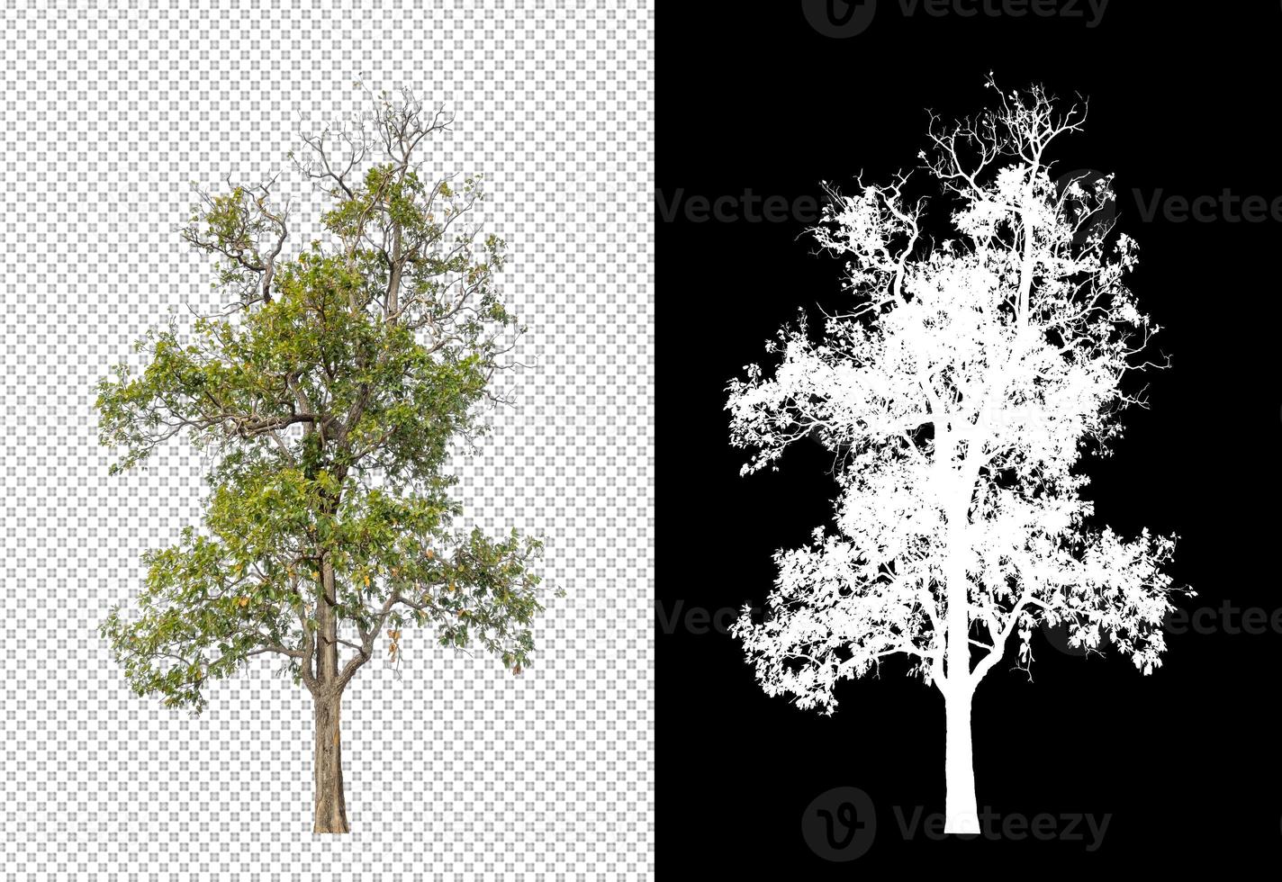 Baum isoliert auf transparentem Hintergrund mit Beschneidungspfad und Alphakanal foto