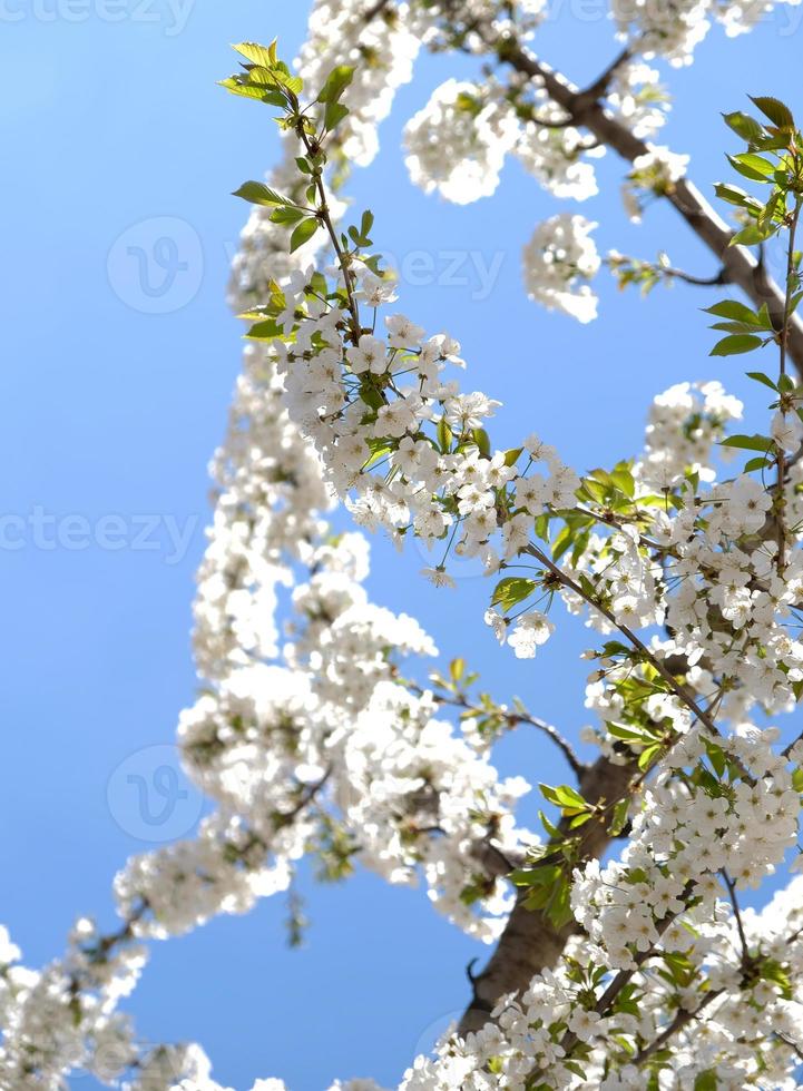 Zweig der blühenden weißen Blüten des Kirschpflaumenbaums im zeitigen Frühjahr. erstaunliches natürliches Blumenfrühlingsbanner oder Grußkarte, Postkarte, Poster. selektiver Fokus foto