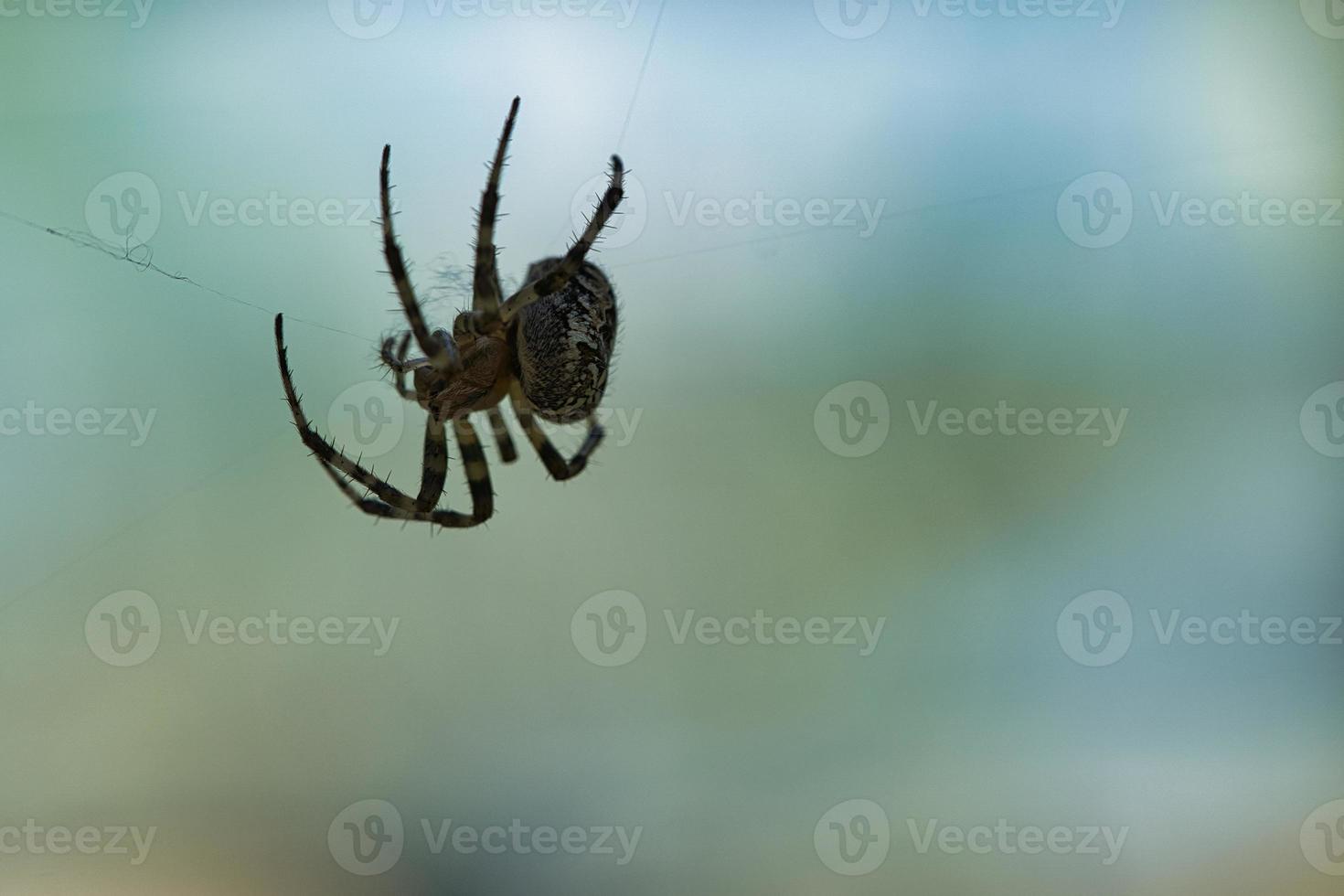 Kreuzspinne, die auf einem Spinnenfaden kriecht. verschwommen. ein nützlicher Jäger unter den Insekten foto
