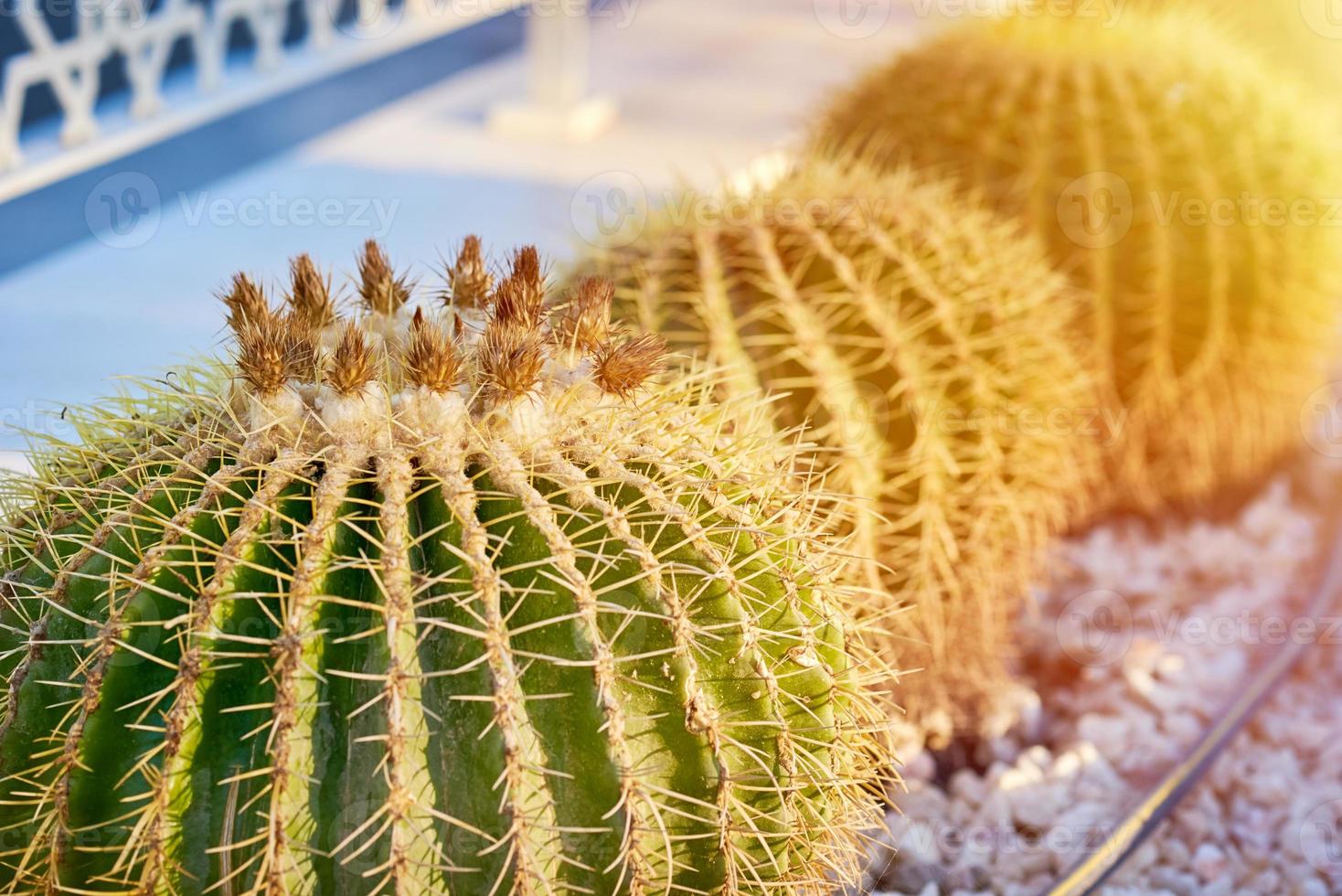 Nahaufnahme von stacheligen Kakteen in einem Garten bei Sonnenuntergang foto