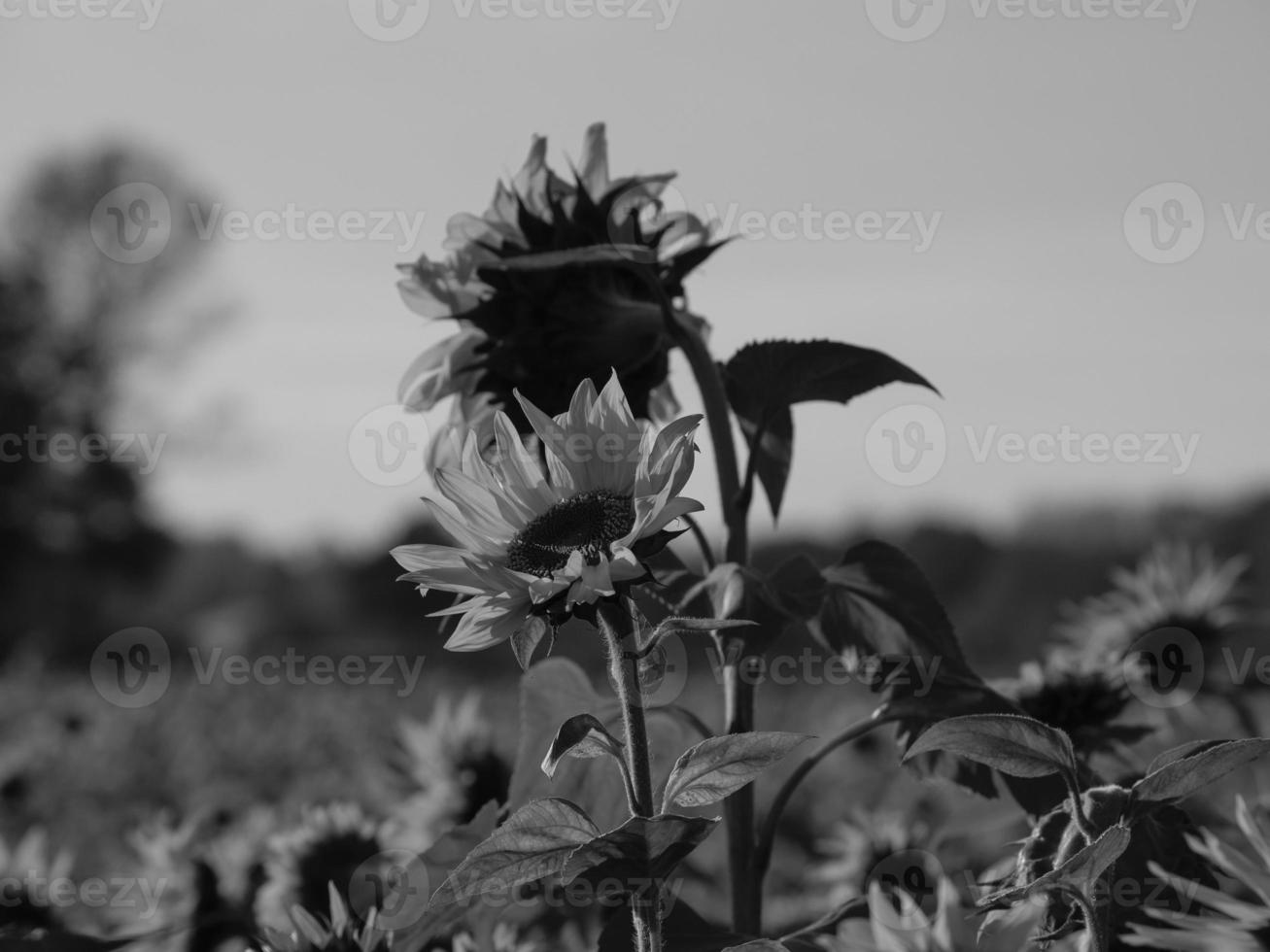 Sonnenblumen in Westfalen foto