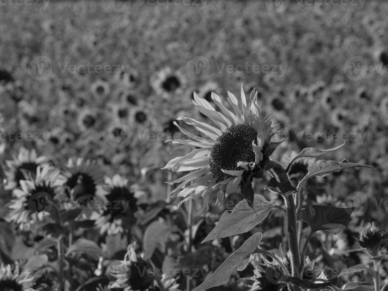 Sonnenblumen in Westfalen foto