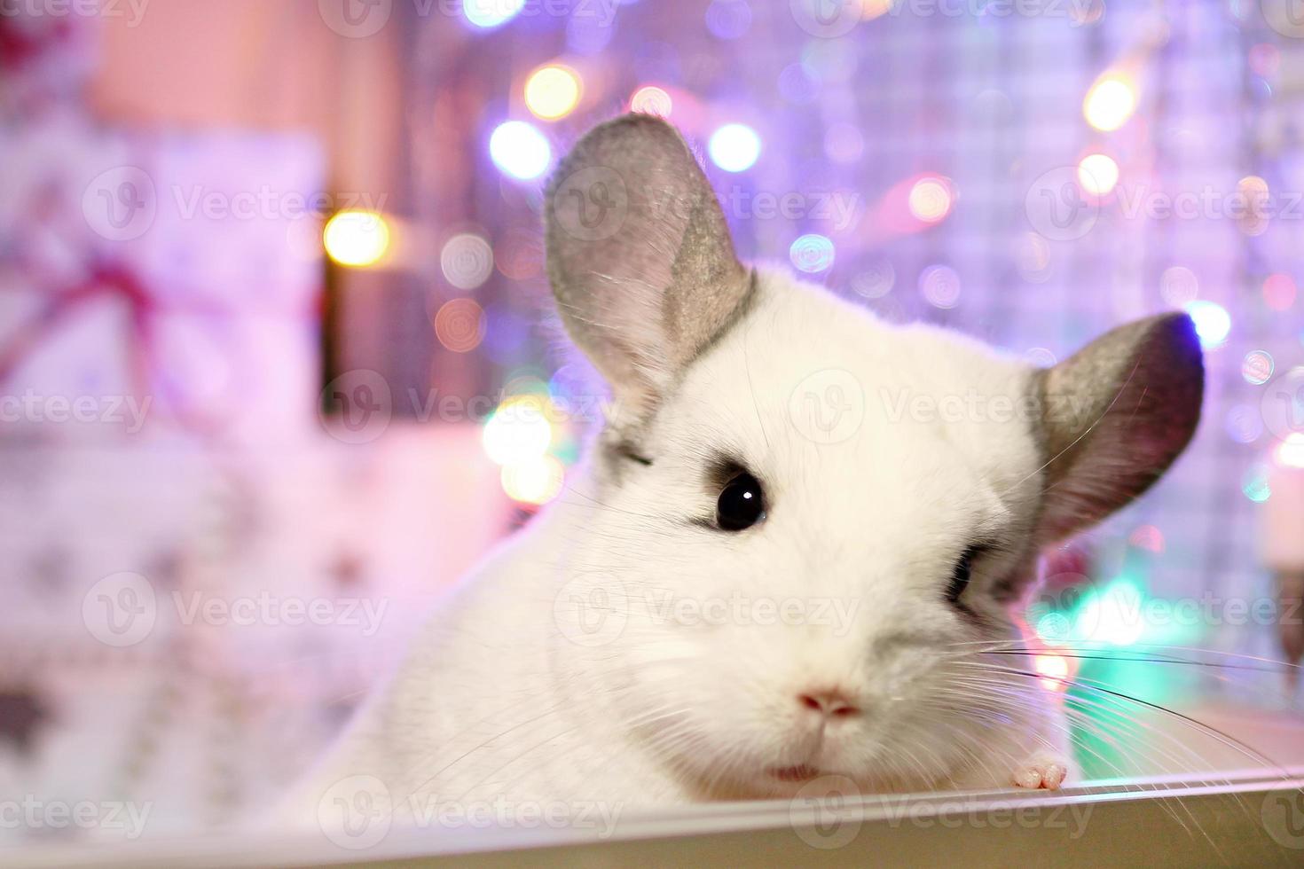 Porträt von niedlichen weißen Chinchilla auf einem Hintergrund von Weihnachtsschmuck und Weihnachtsbeleuchtung. Haustiergeschenke für die Wintersaison und das neue Jahr. foto