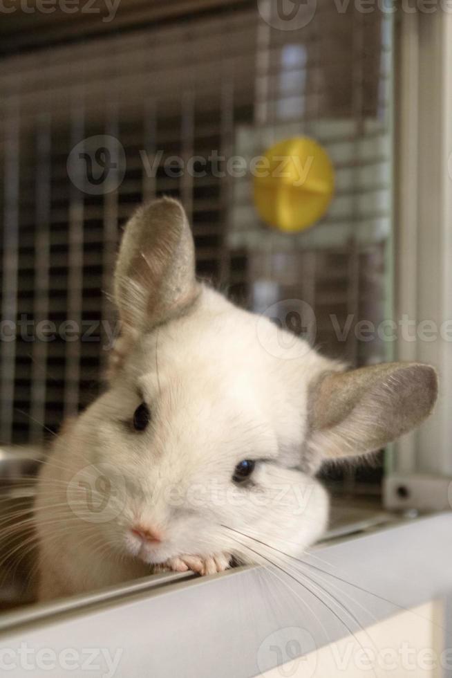 süße Chinchilla von weißer Farbe sitzt in seinem Haus, Vorderansicht. foto