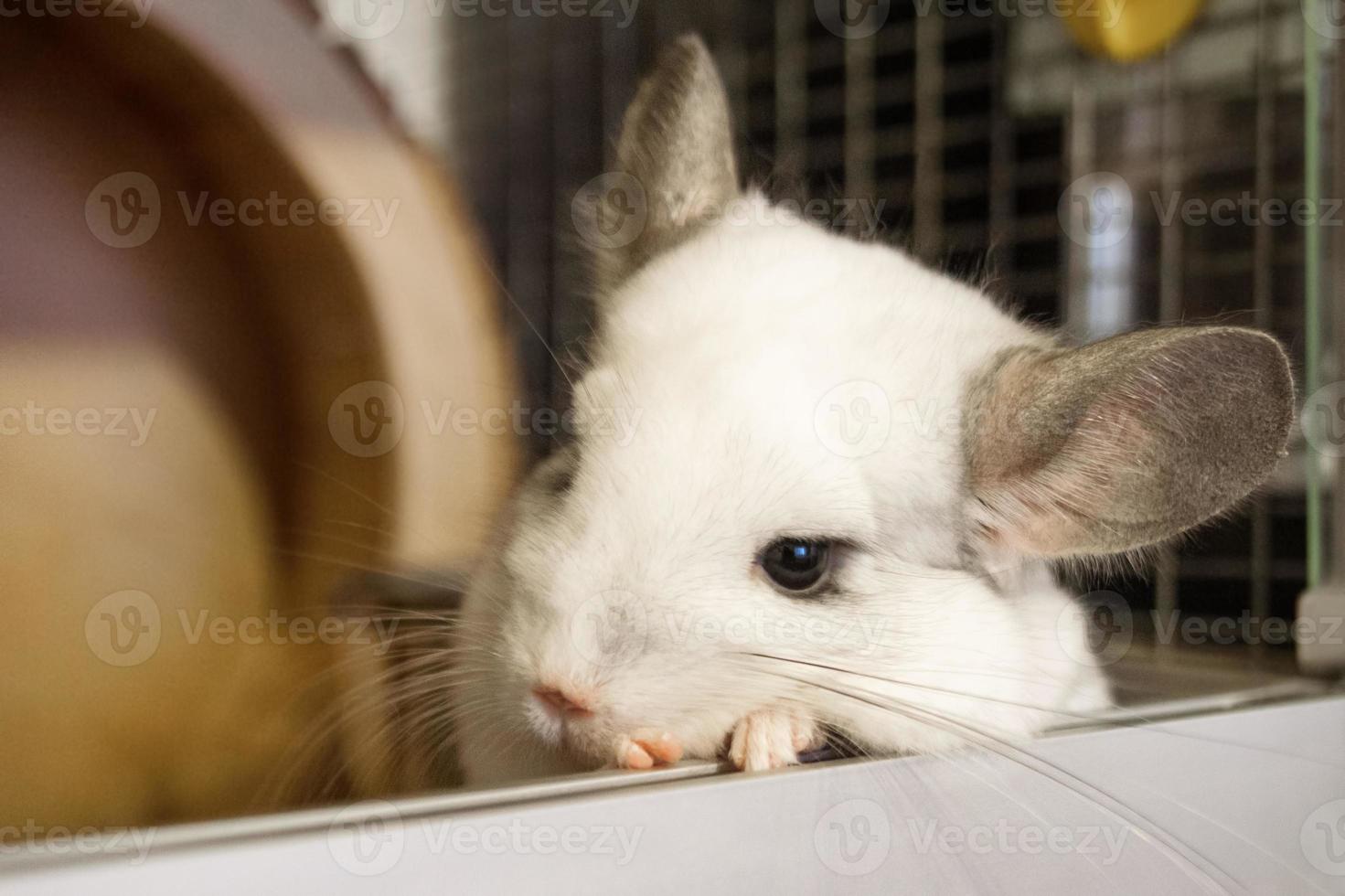 süße chinchilla von weißer farbe sitzt in seinem haus und schaut in die kamera, seitenansicht. foto