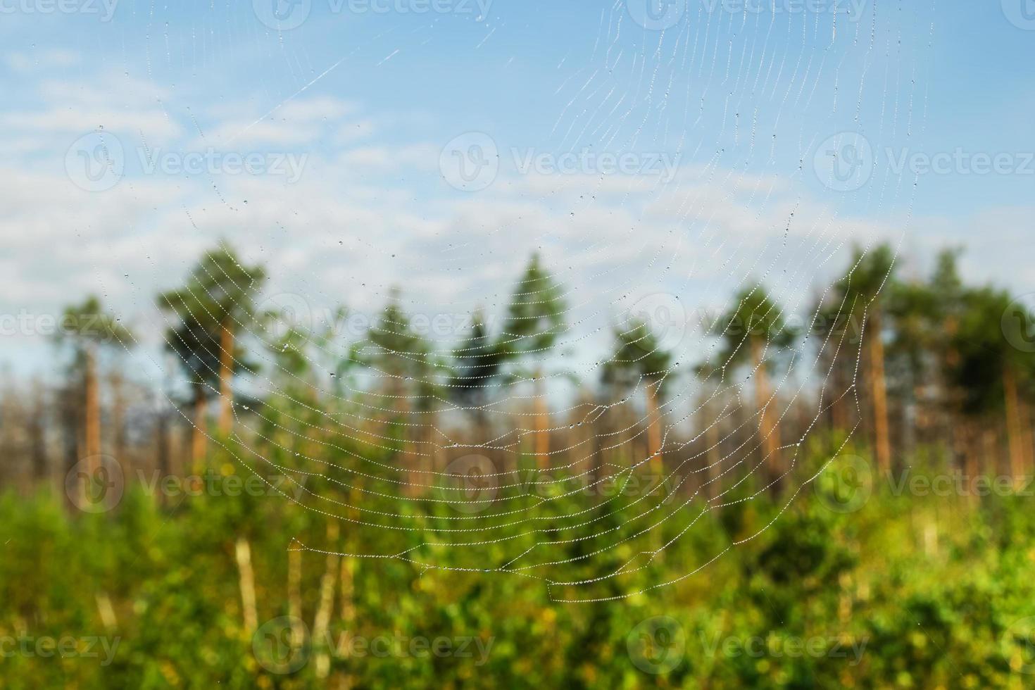 das Netz ein unscharfer Hintergrund eines grünen Waldes und eines blauen Himmels. foto