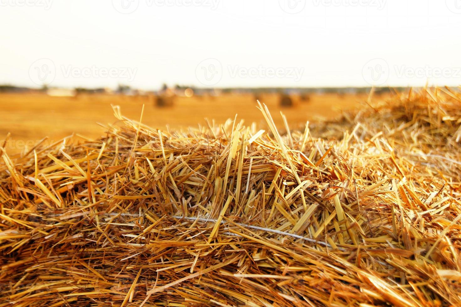 Stapel Heu Nahaufnahme auf einem Feld mit trockenem gelbem Gras bei einem Sonnenuntergang. foto