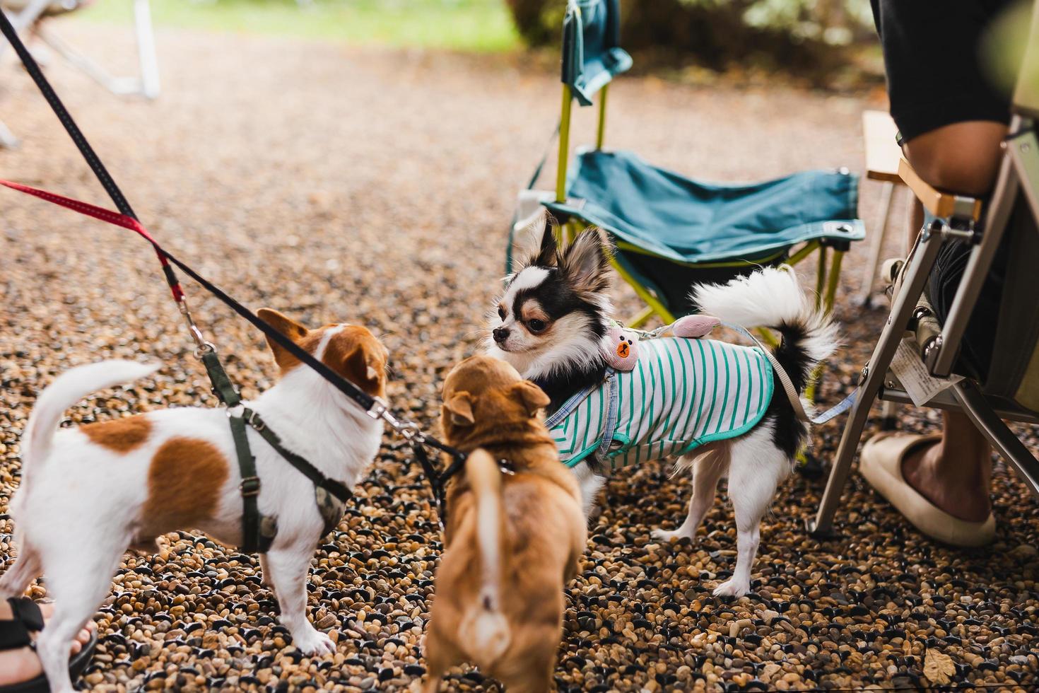 ausgewählte Fokusgruppe der dreiköpfigen Chihuahua-Stammbaumfamilie, die zusammen spielt. foto