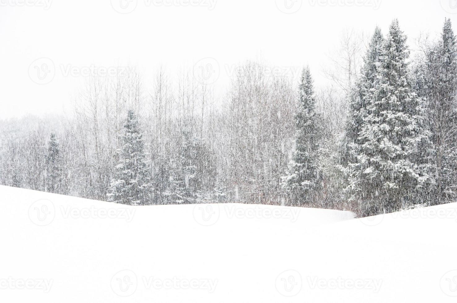 Balsalmentannen in starkem Schneefall foto