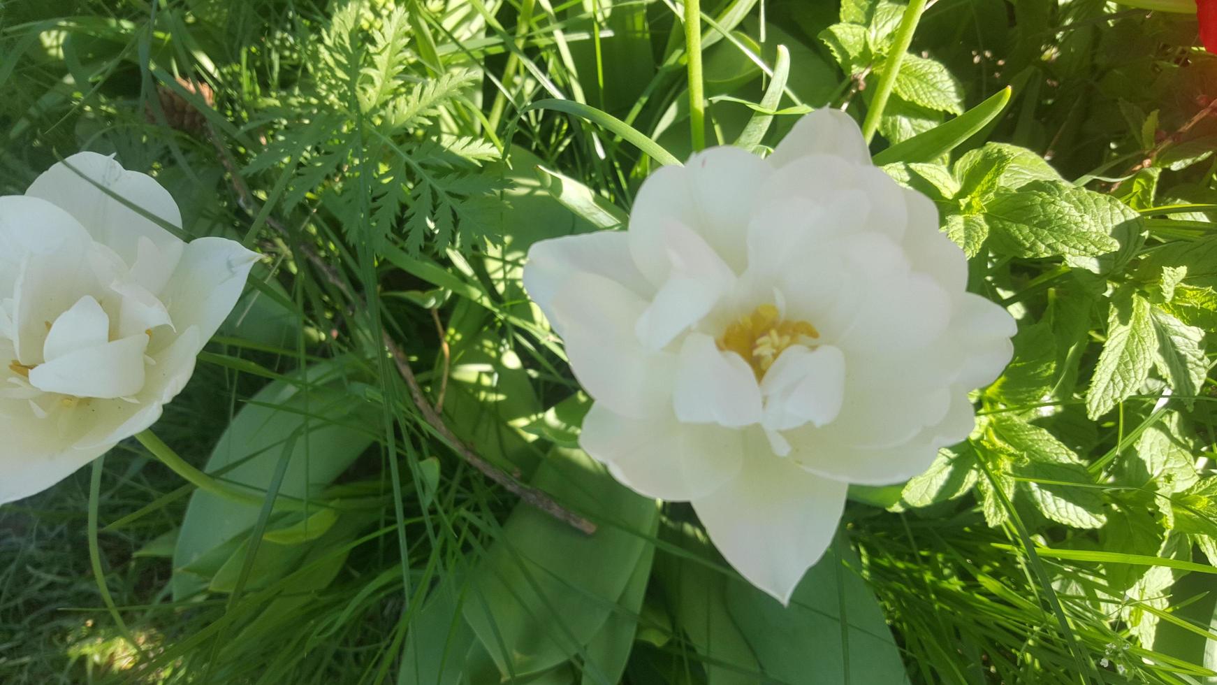 Frühlingsblume im Garten foto