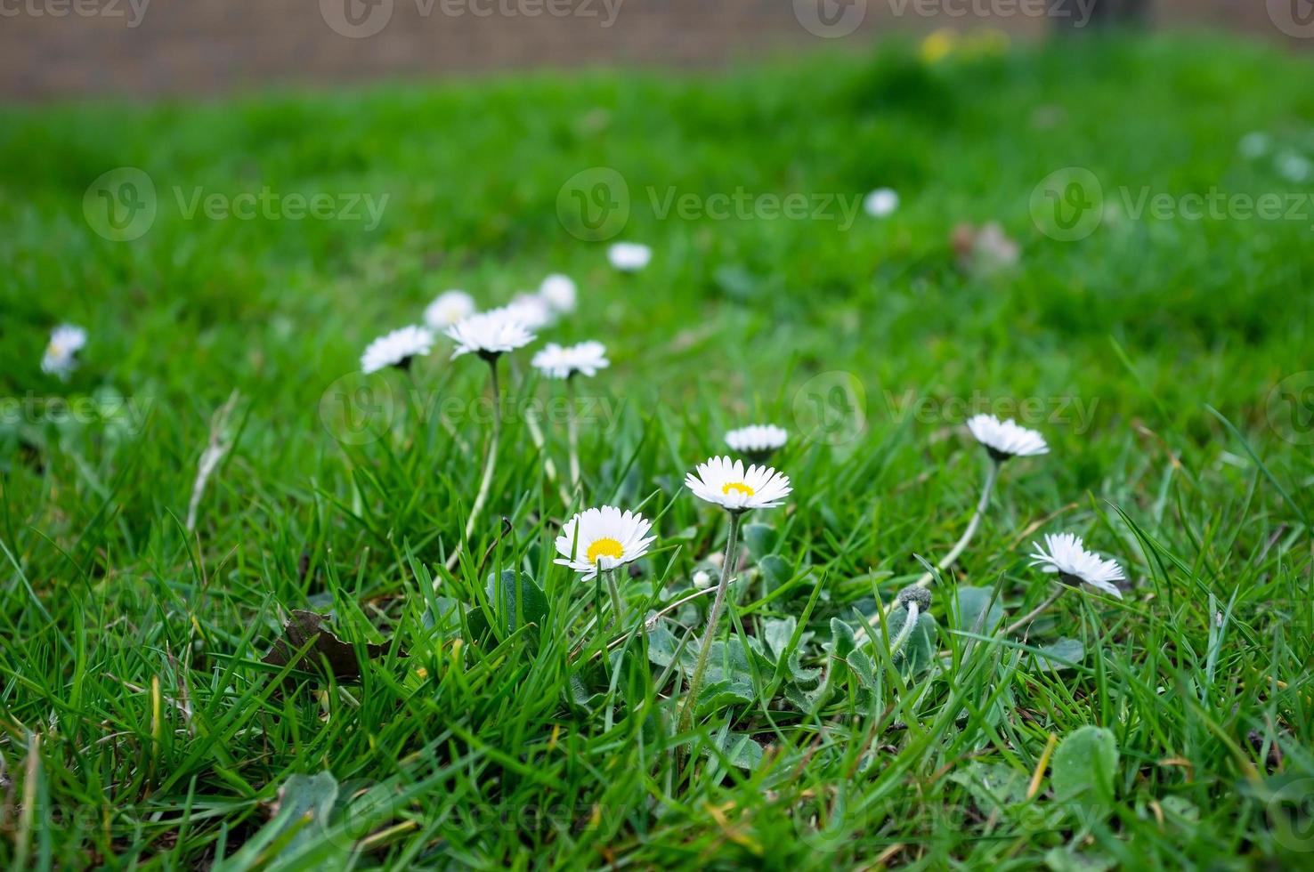 Blumen von Leucanthemum Vulgare auf dem Rasen. foto