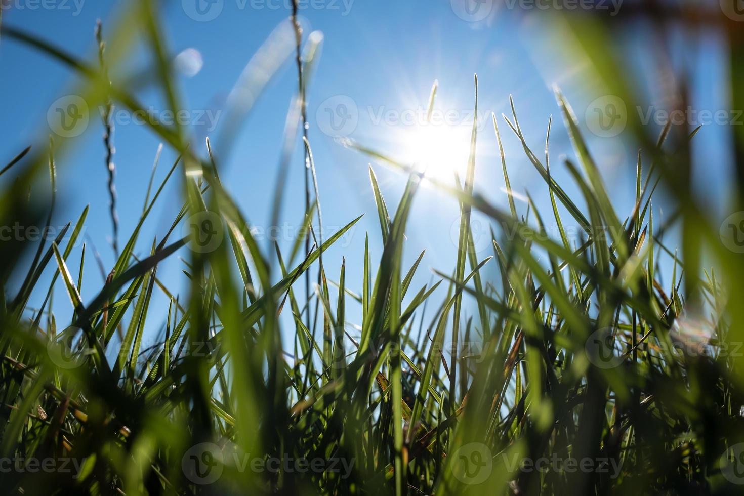 Nahaufnahme von grünem Gras gegen den blauen Himmel und die Sonne, Ansicht von unten. Sommerwiese. urlaubs- und ruhekonzept. foto