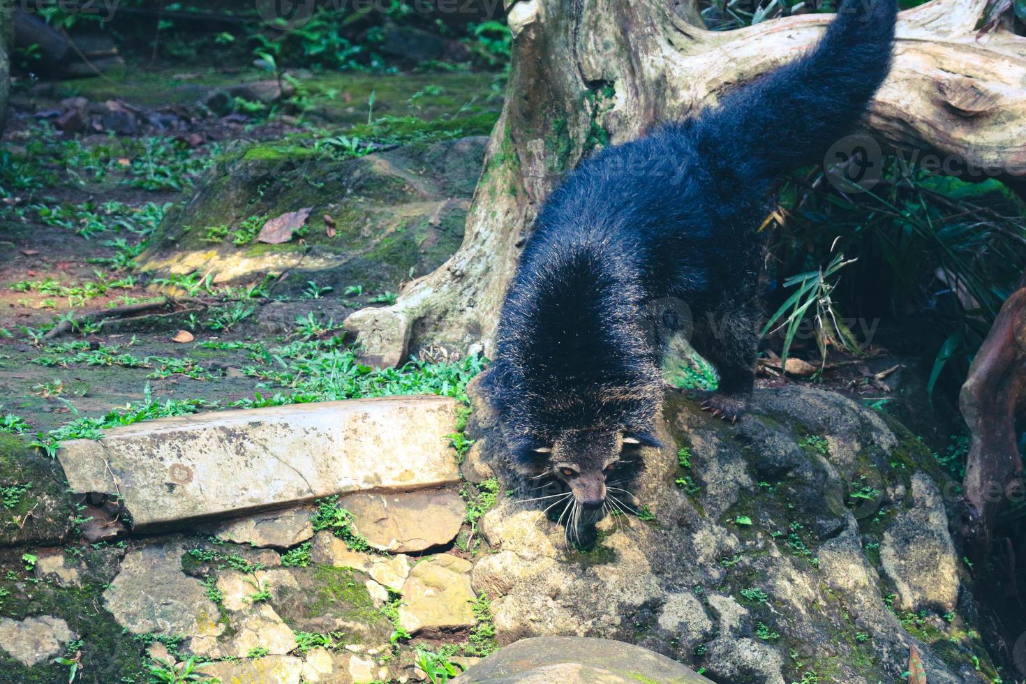 Dies ist ein Foto von einem Binturong im Zoo von Ragunan.