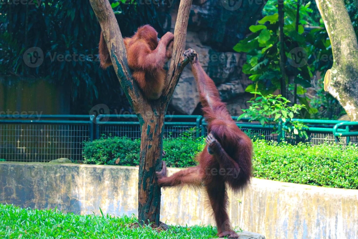 Dies ist ein Foto eines Sumatra-Orang-Utans im Ragunan-Zoo.