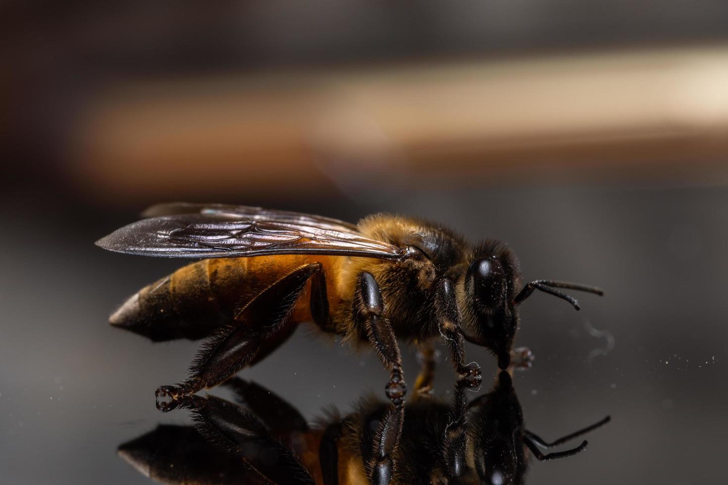 Biene auf dem Spiegel foto