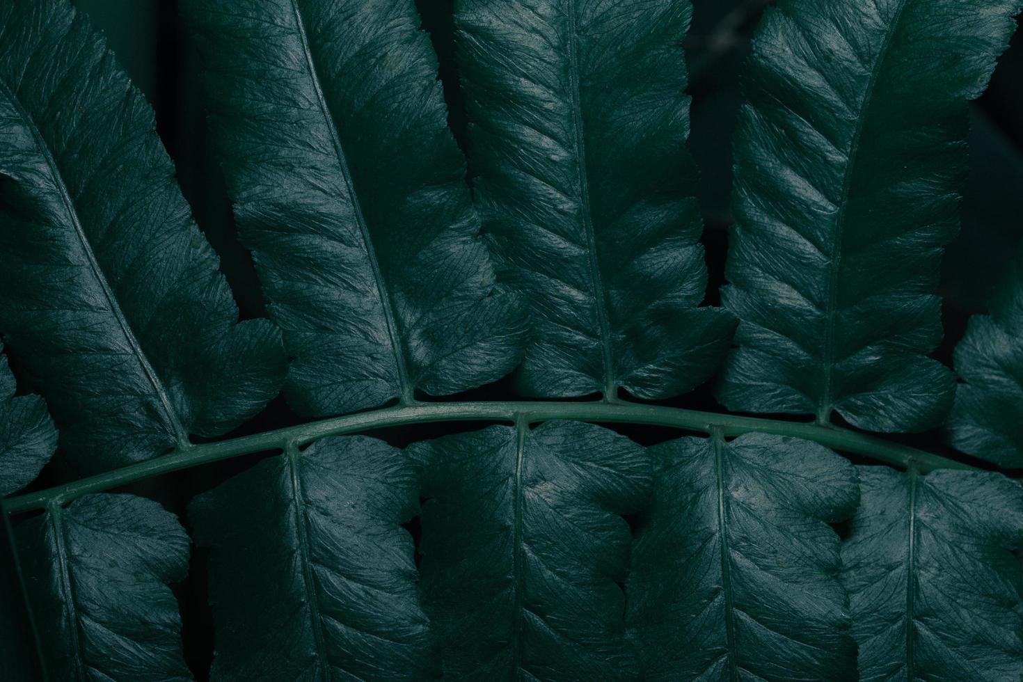 grüne Blätter, dunkler Hintergrund foto
