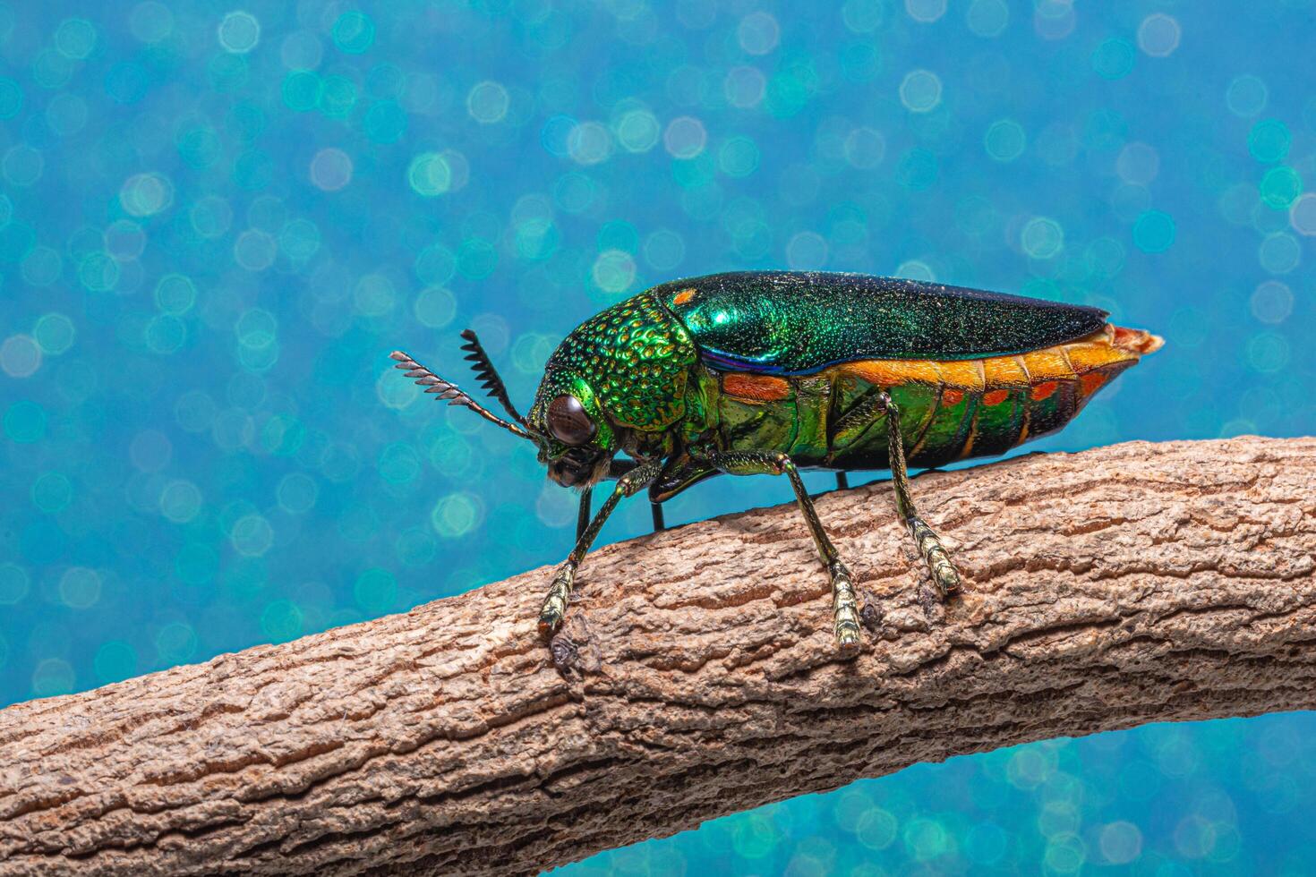 Buprestidae-Insekt auf Bokeh-Hintergrund foto