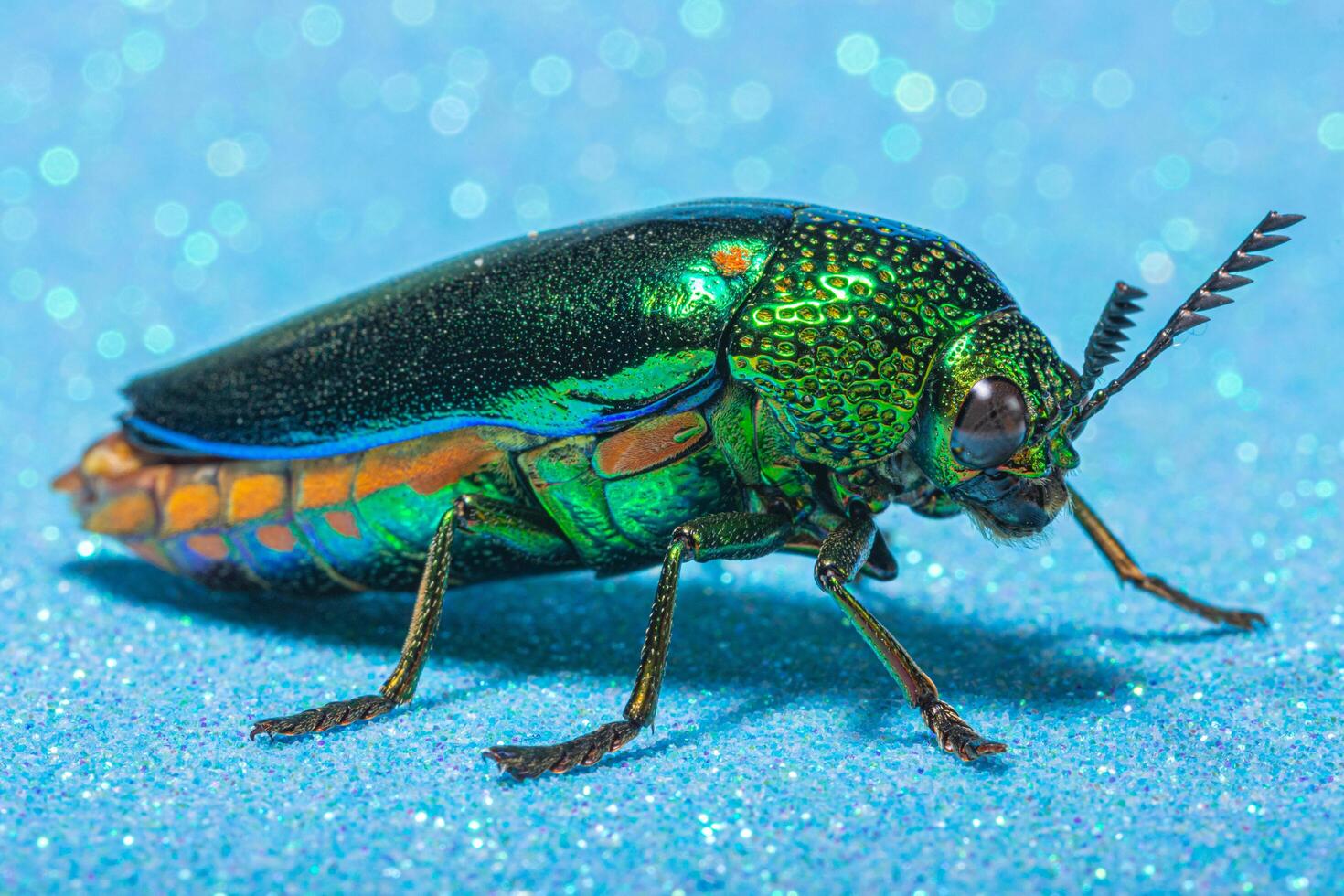 Buprestidae-Insekt auf blauem Hintergrund foto