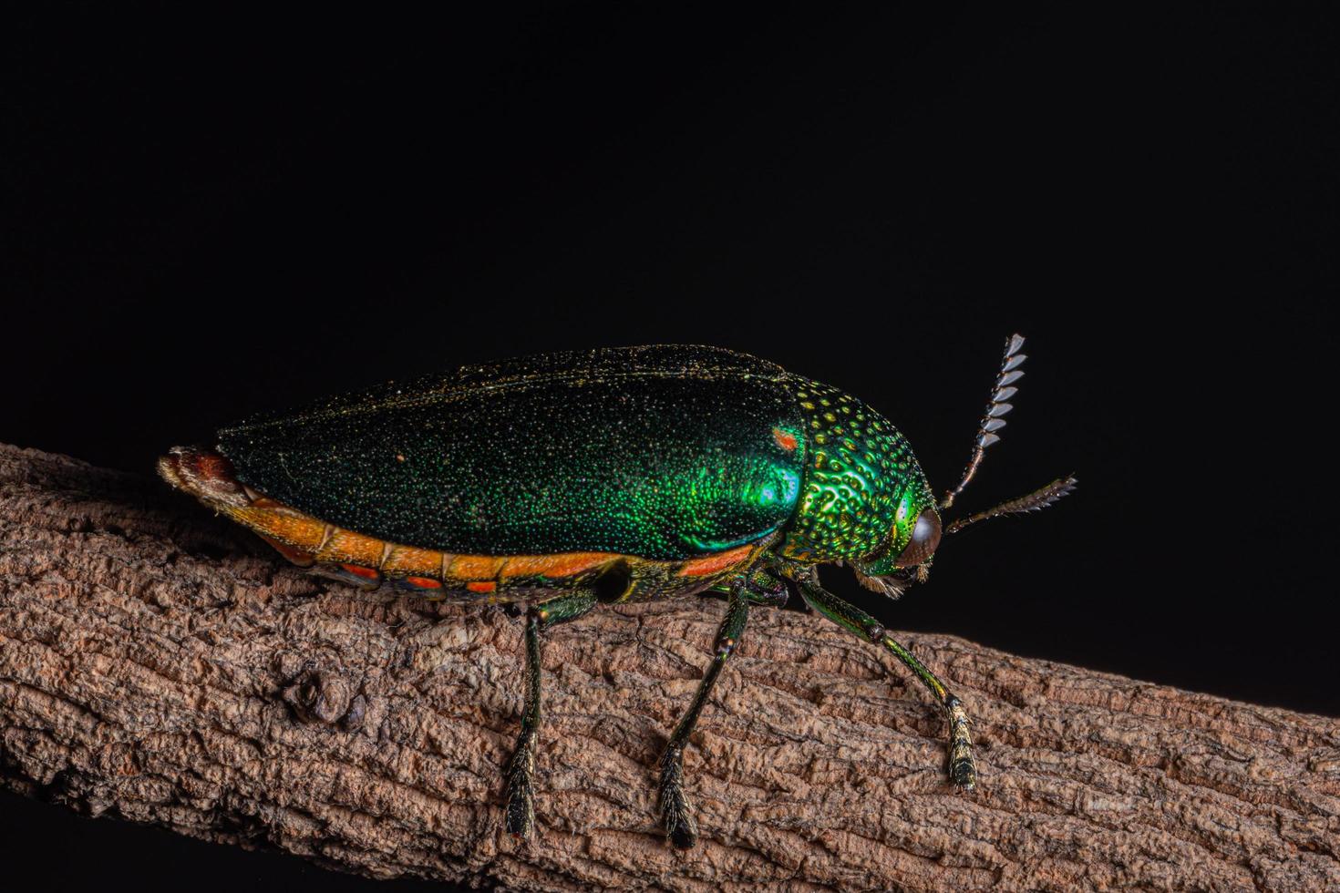 Buprestidae-Insekt auf natürlichem Hintergrund foto