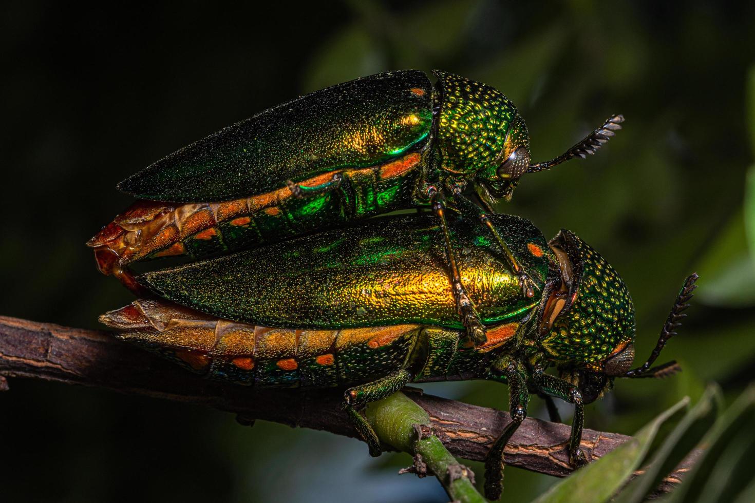 Buprestidae Insekten auf natürlichem Hintergrund foto