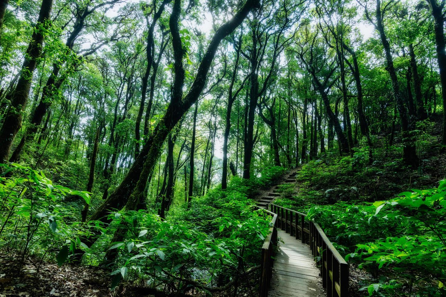 Bäume im Wald foto