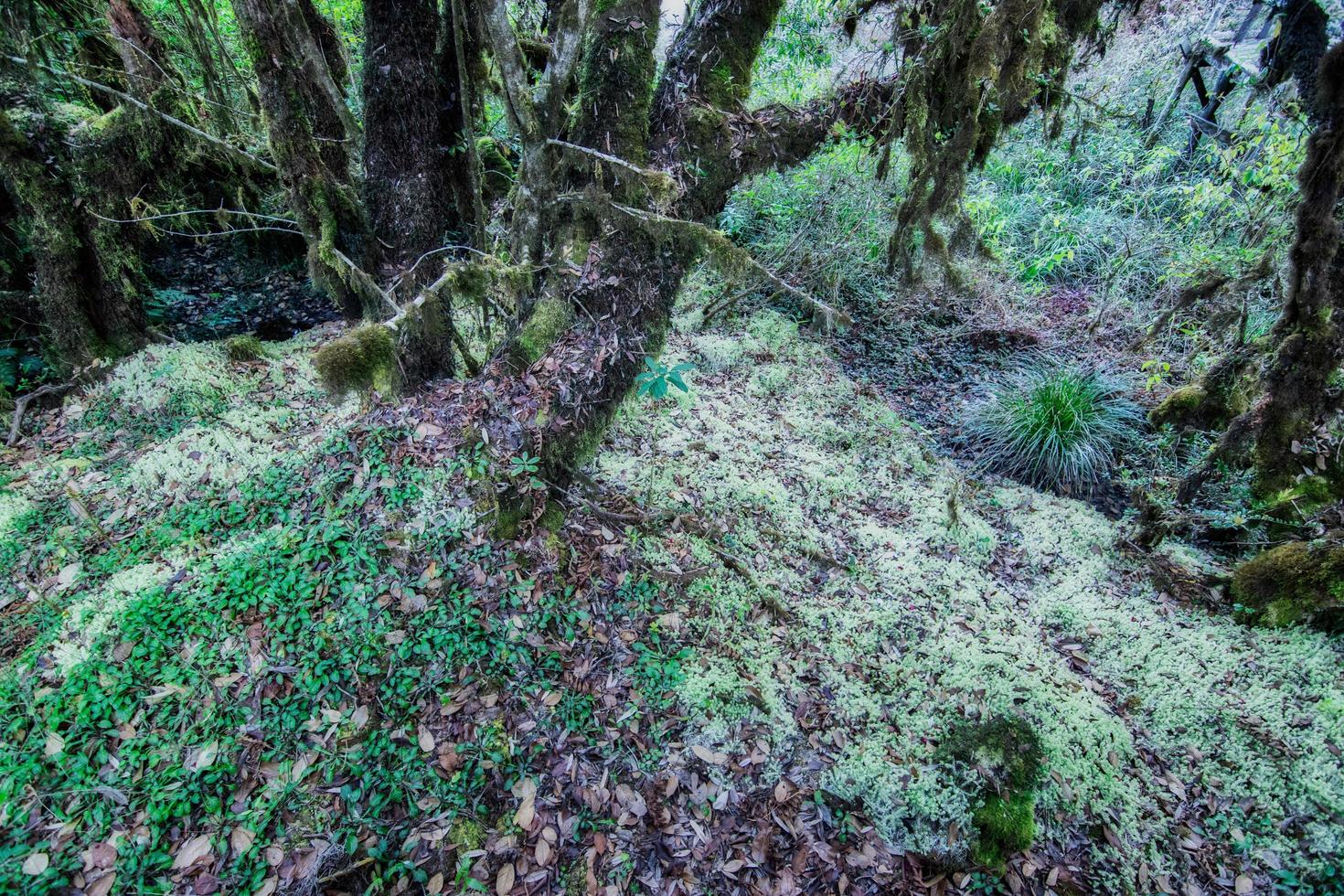 Bäume im Wald foto