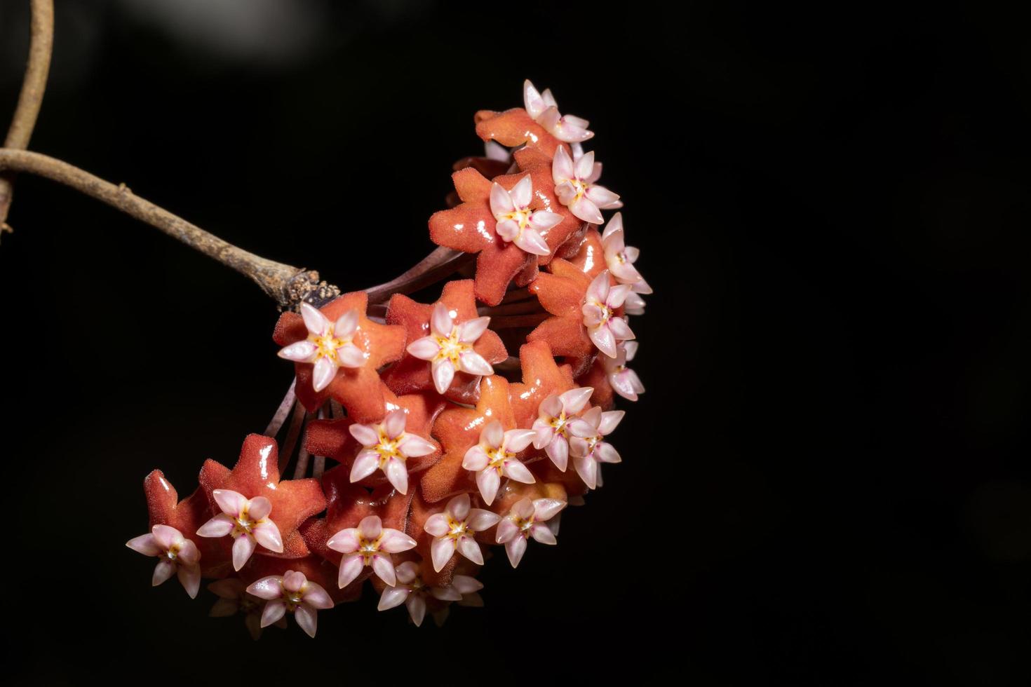 rote Hoya-Blumen-Nahaufnahme foto