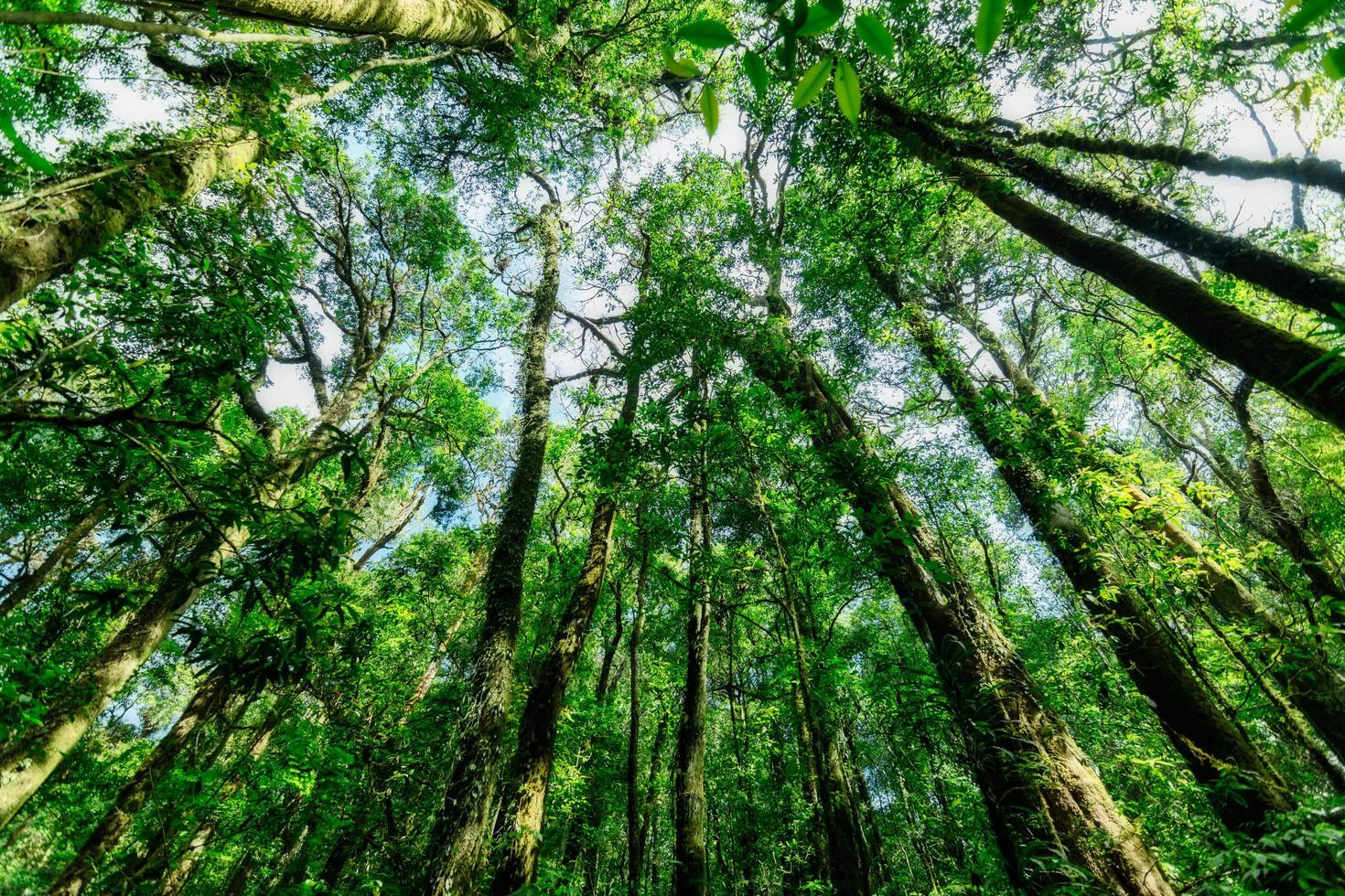 Bäume im Wald foto