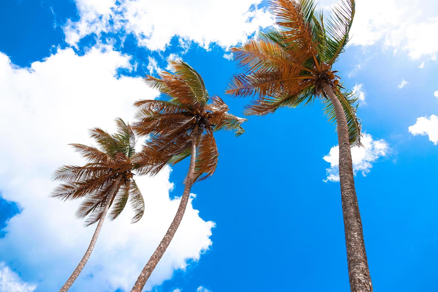 Kokospalmen auf Maracas Bay foto