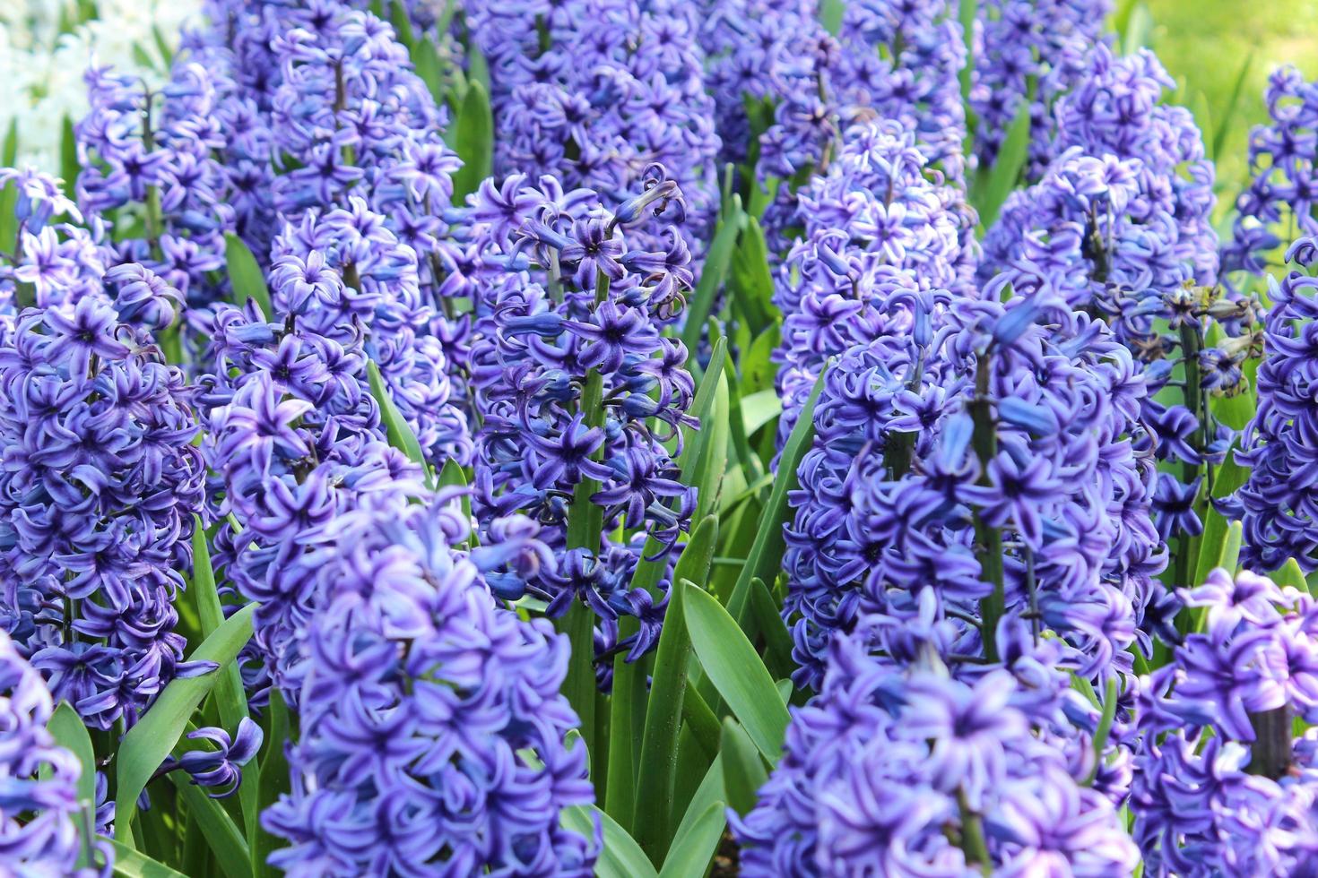 lila Blumen in der Natur foto