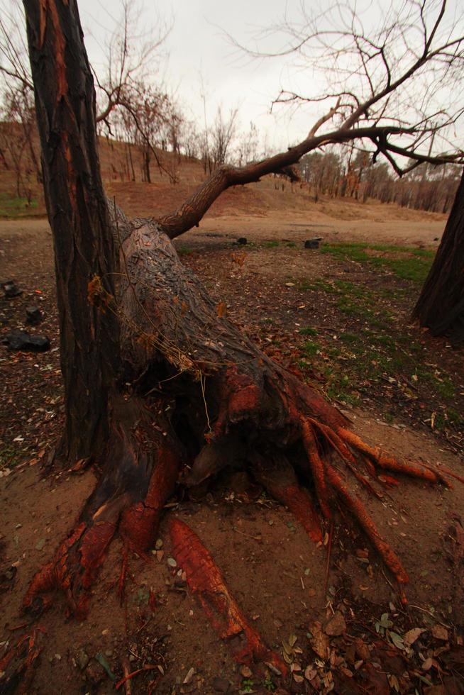 alter umgestürzter Baum im Herbst foto