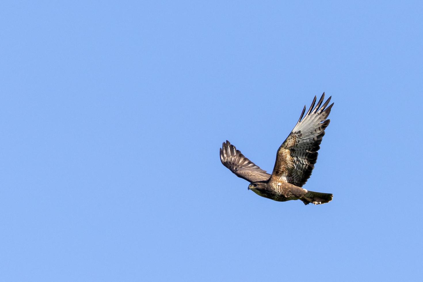 Bussard im Flug foto