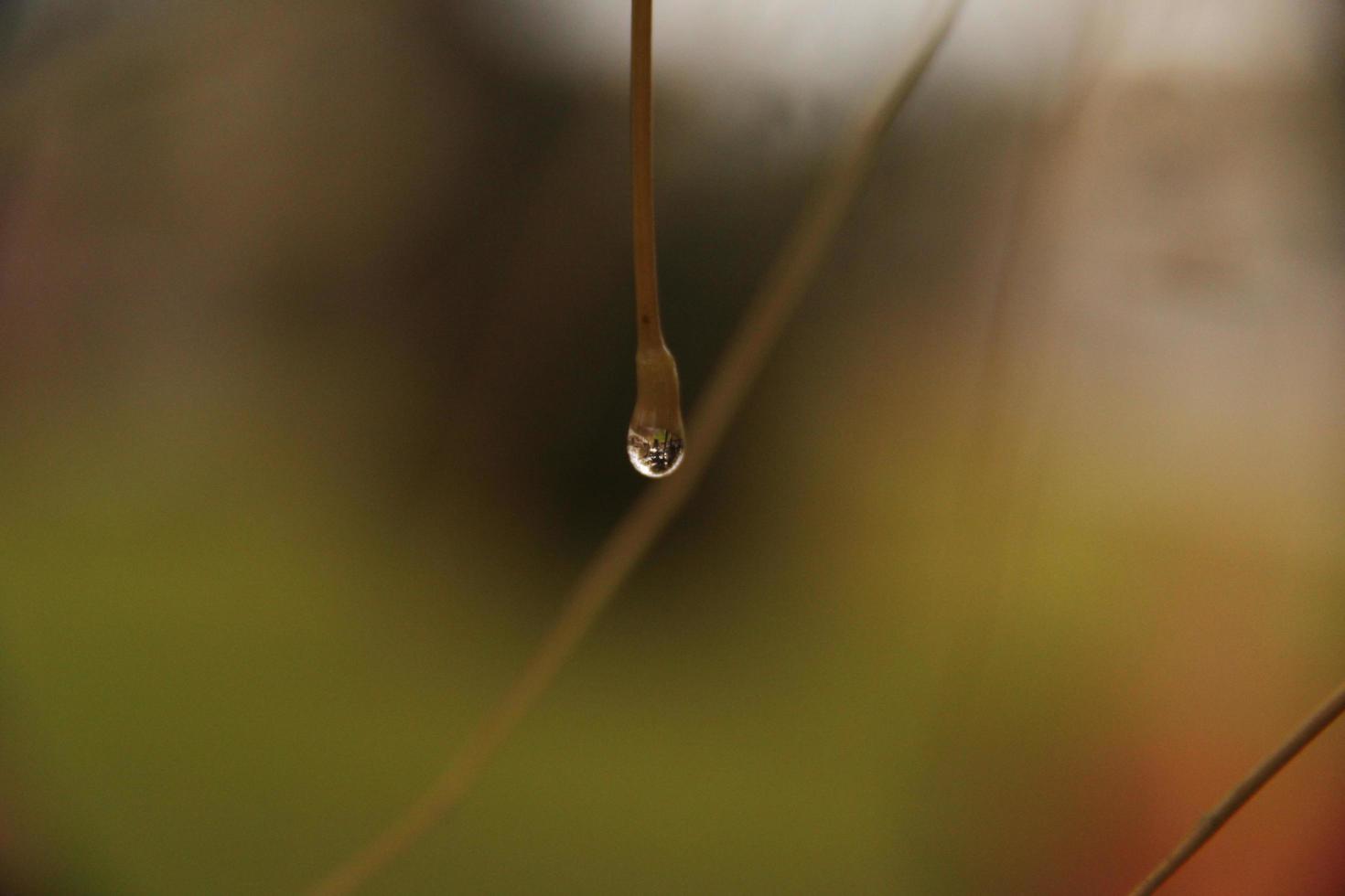 Regentropfen von einem nassen Herbsttag foto