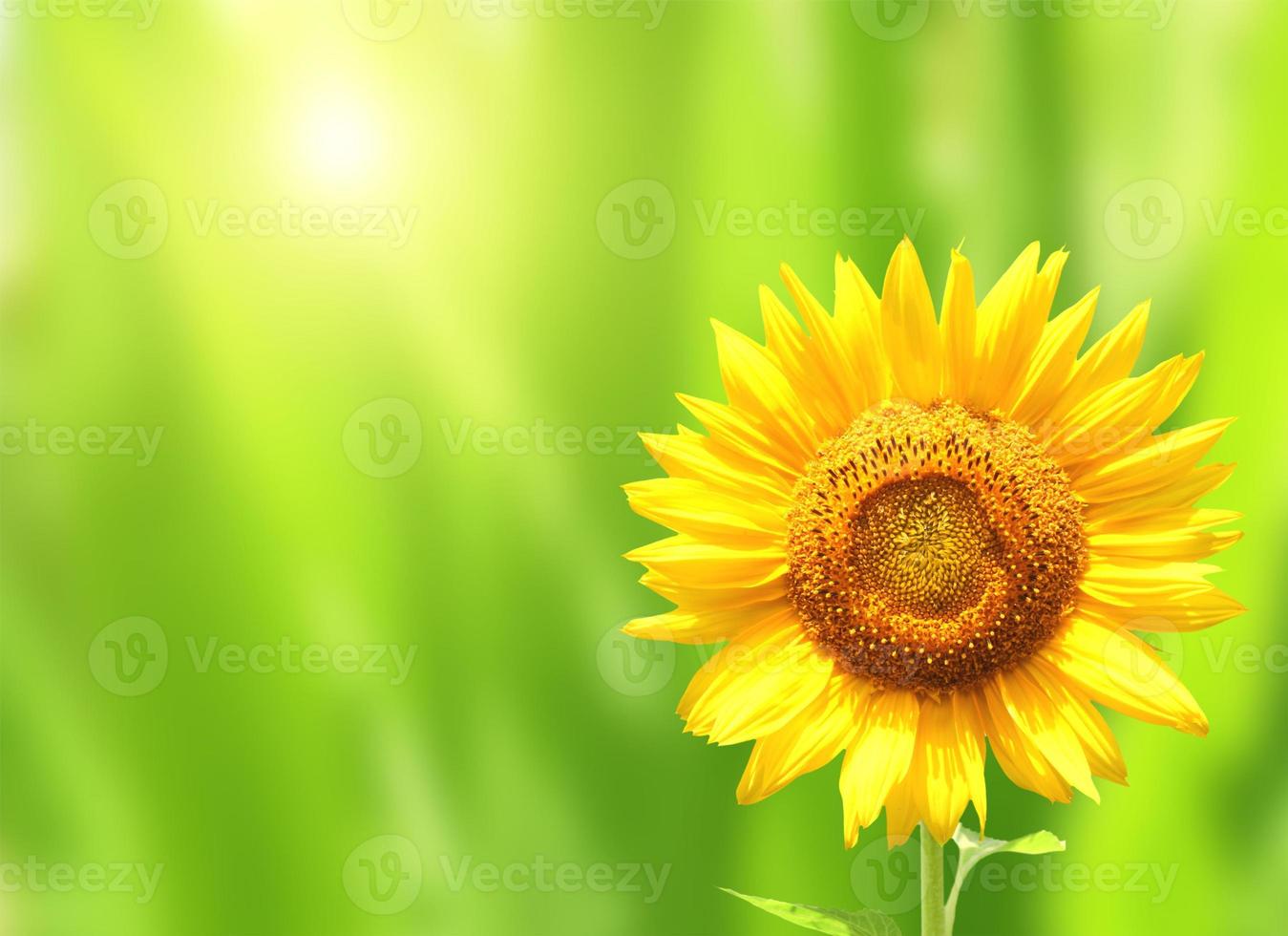 leuchtend gelbe Sonnenblume auf grünem Hintergrund foto