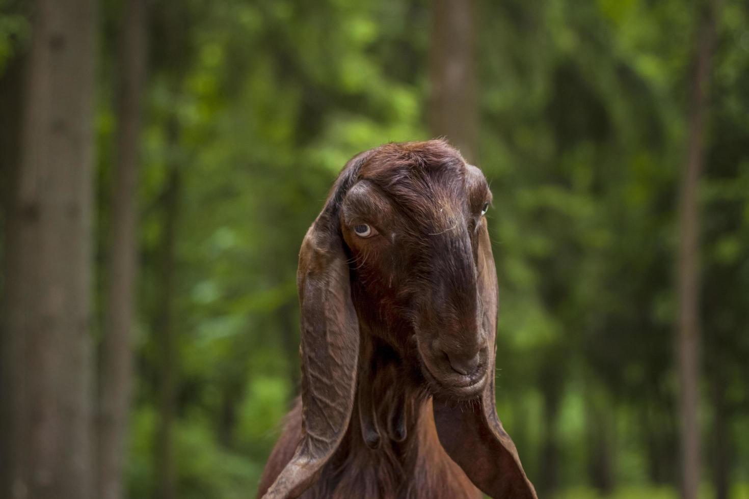 Tiere in einer Voliere in einem kleinen Stadtzoo. Tiere werden aus den Händen der Besucher gefüttert und Kinder können sie streicheln foto