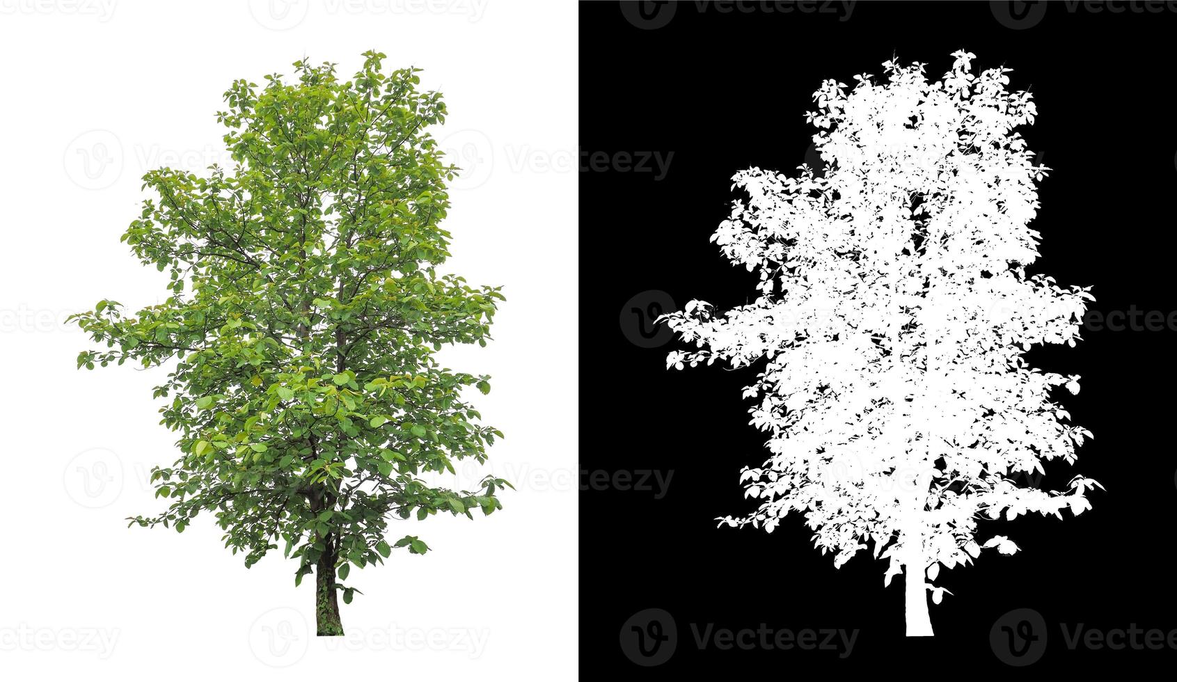 Baum isoliert auf weißem Hintergrund mit Beschneidungspfad und Alphakanal foto