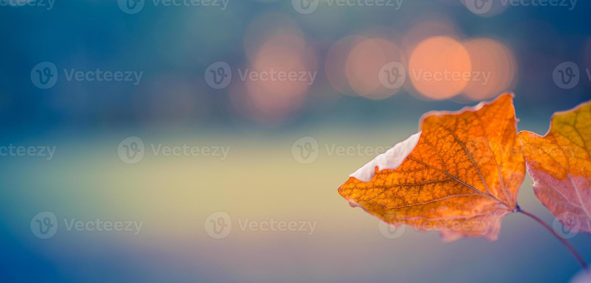 schöne abstrakte Herbstlandschaft, gelbe Bäume und Sonnenuntergang Bokeh. buntes verschwommenes graswiesenlaub im park. fallende blätter natürlicher hintergrund, kopierraum allein blätter. idyllische Herbstnatur foto