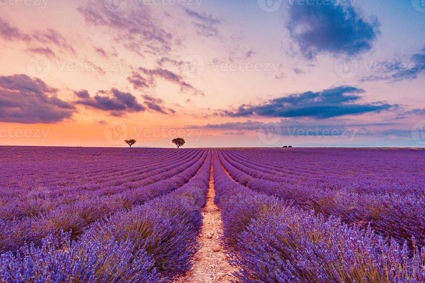 Baum im Lavendelfeld bei Sonnenuntergang in der Provence. Traumnaturlandschaft, fantastische Farben über einsamen Baum mit erstaunlichem Sonnenuntergangshimmel, bunte Wolken. ruhige Naturszene, schöne saisonale Landschaft foto