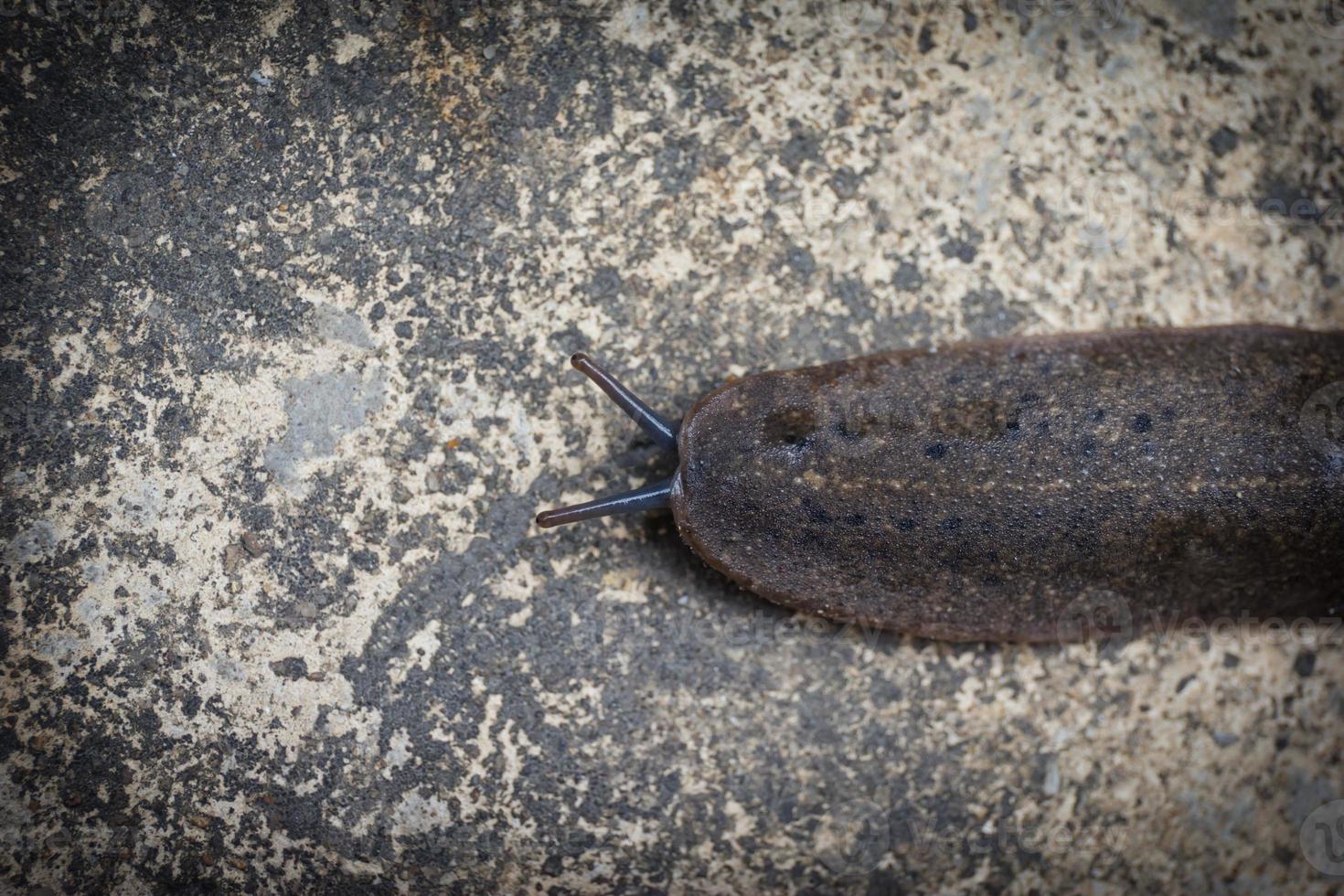 Nahaufnahme der Schnecke oder Landschnecke auf dem Boden foto