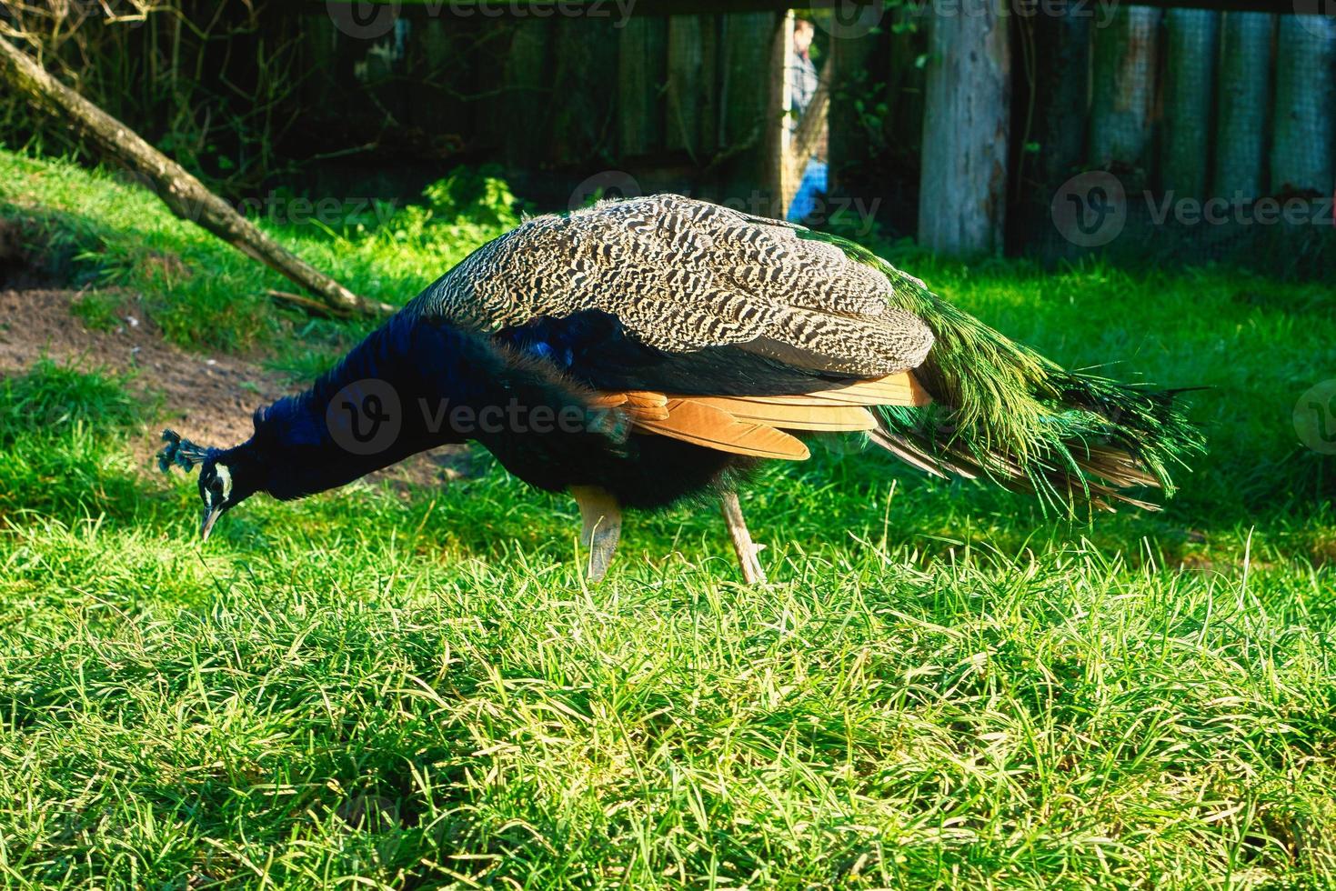 Vogelpfau, der über eine grüne Wiese stolziert. eleganter Vogel in prächtigen Farben foto