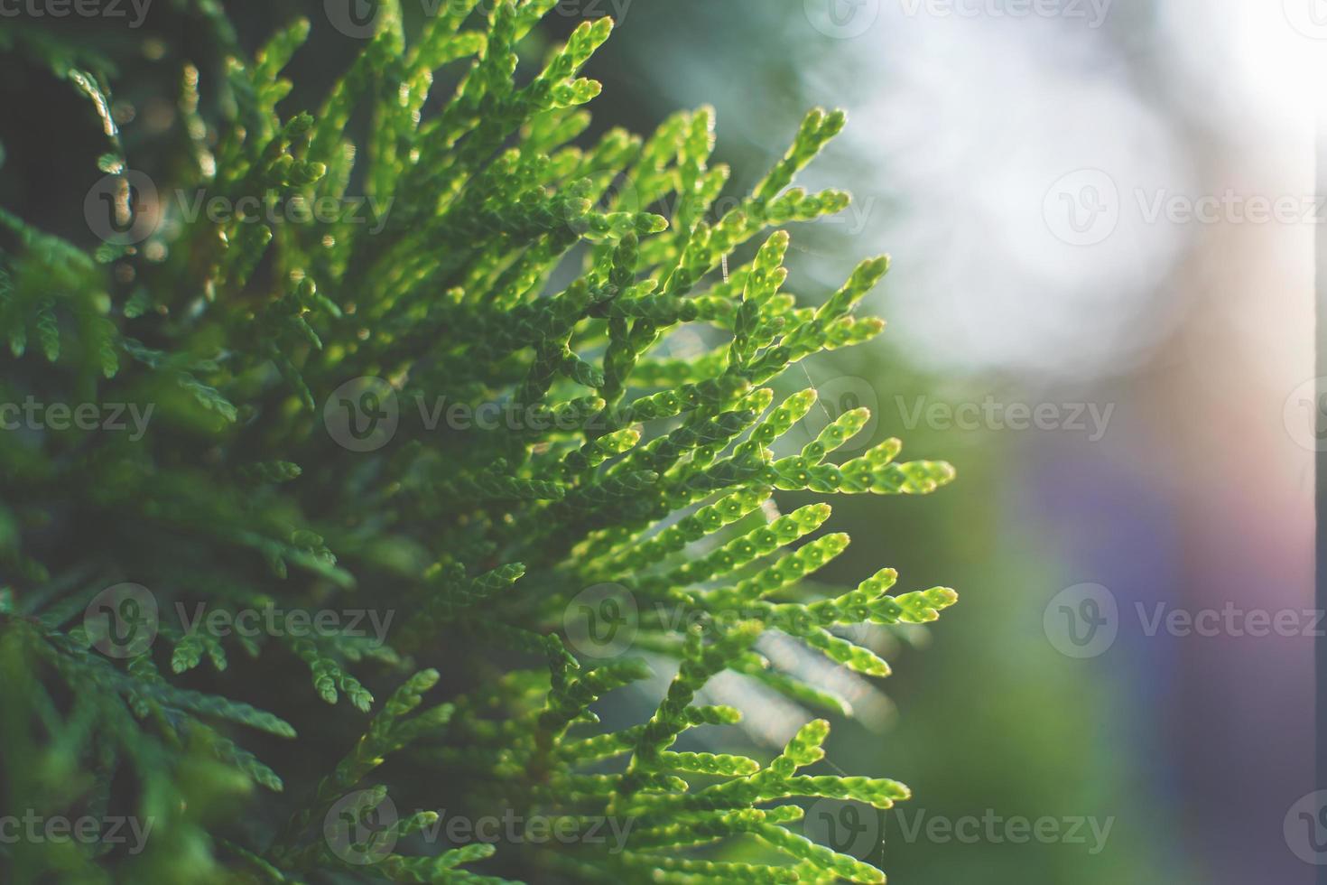 eine Thuja aus nächster Nähe. der thuja-zweighintergrund foto